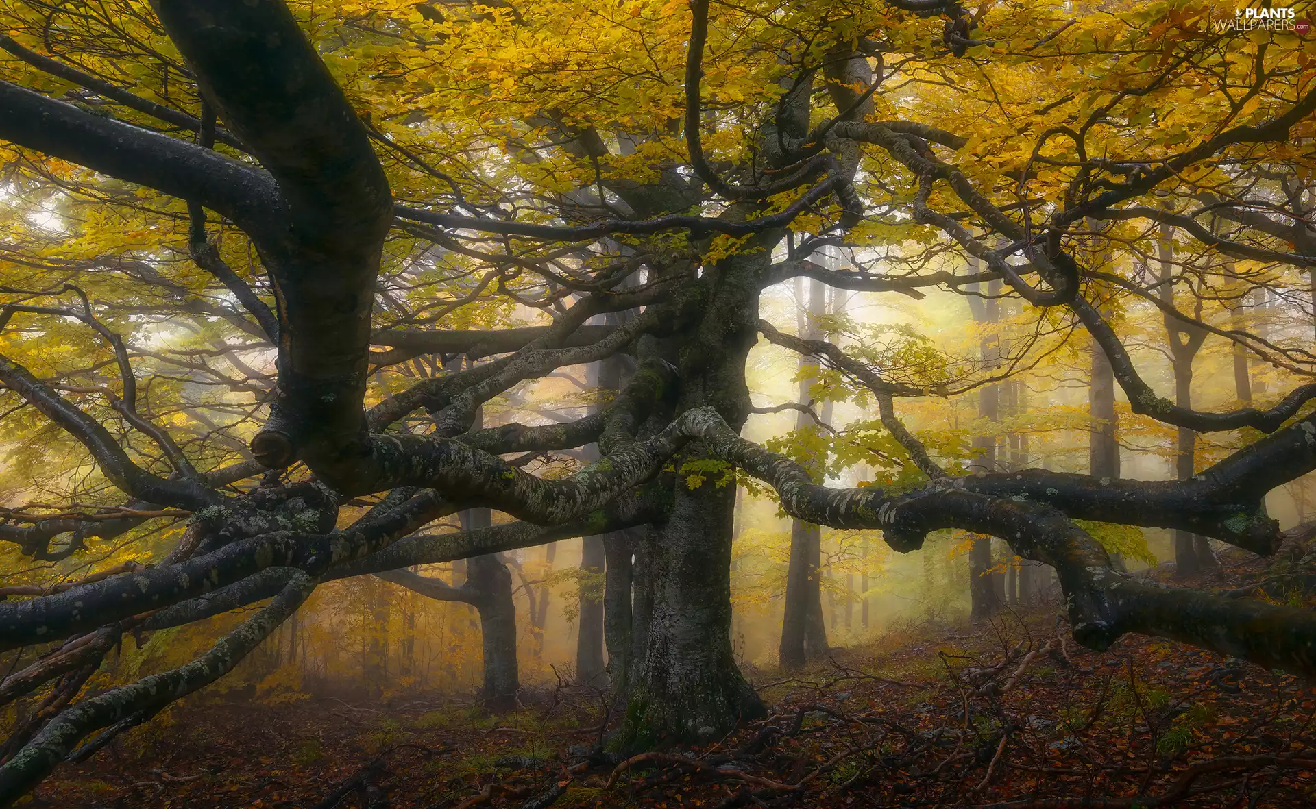 spreading, autumn, viewes, Leaf, trees, forest