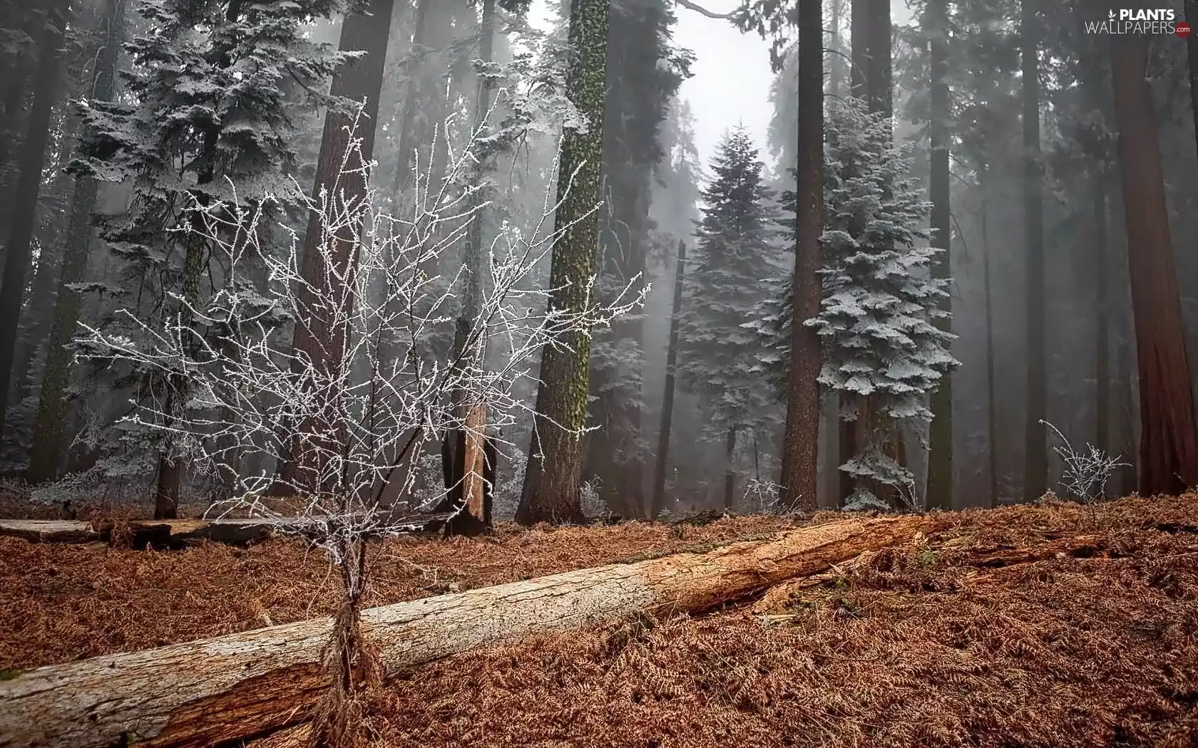 forest, trees, viewes, Leaf