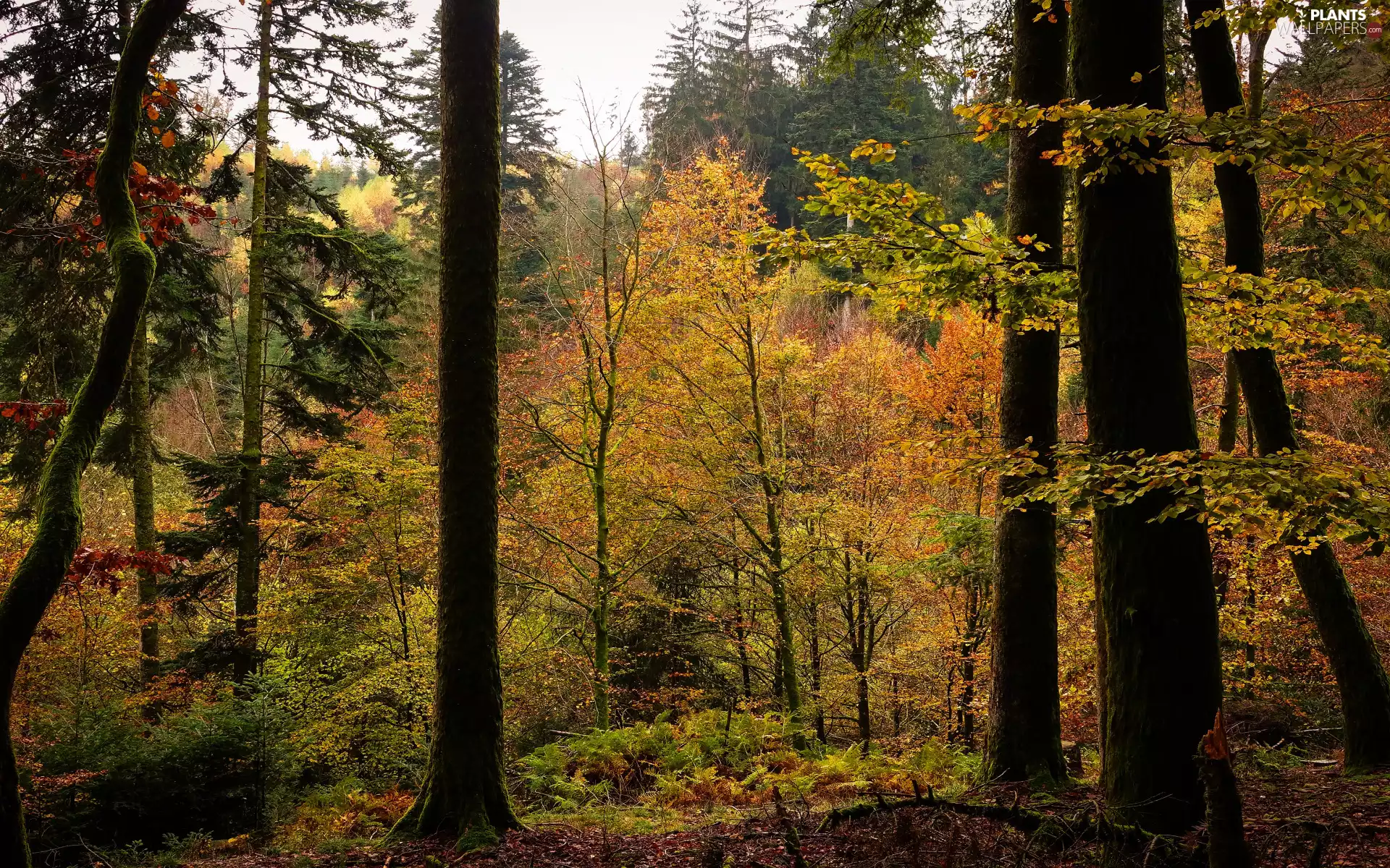 Yellowed, autumn, viewes, Leaf, trees, forest