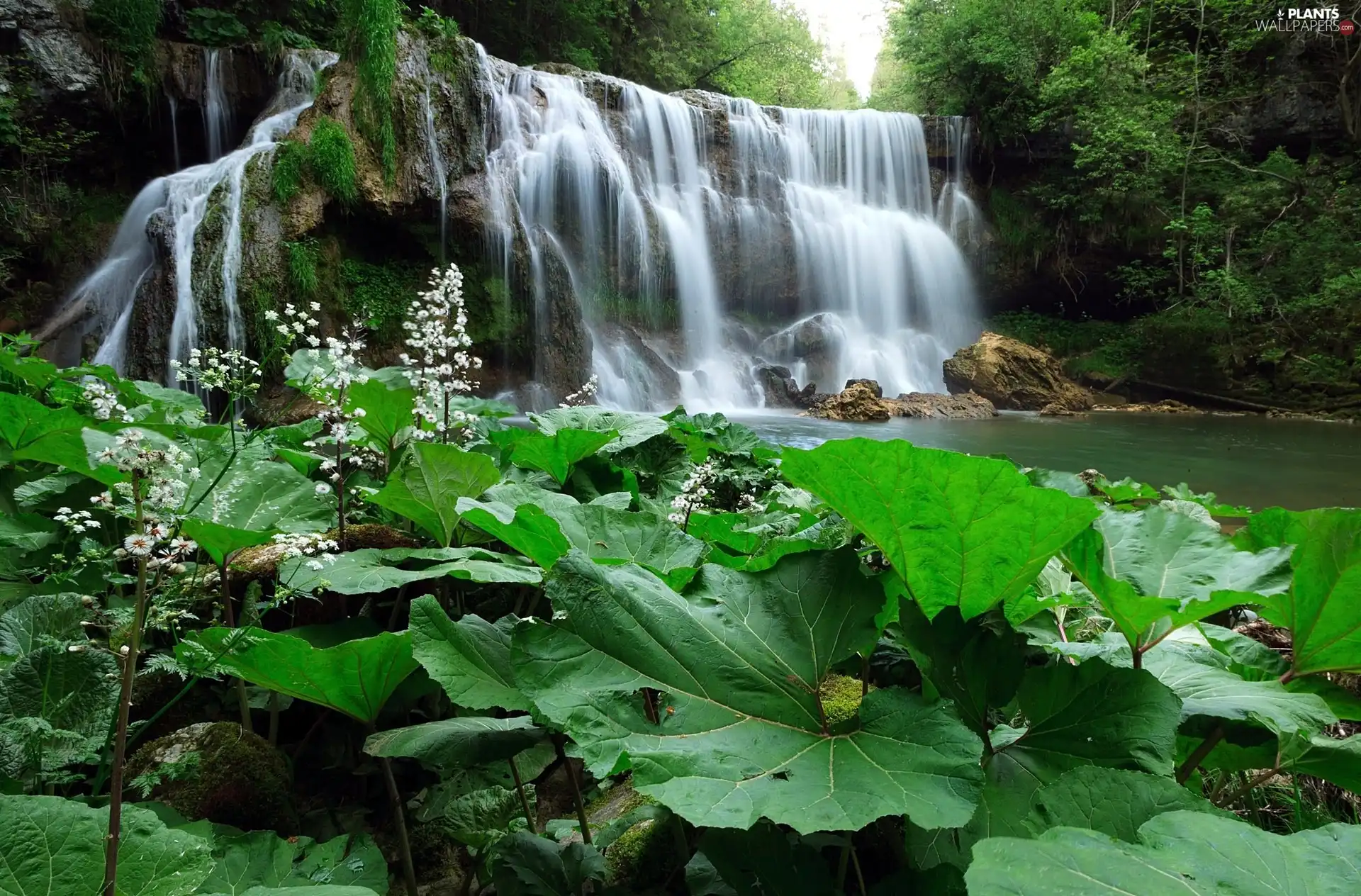 forest, waterfall, Leaf, rocks