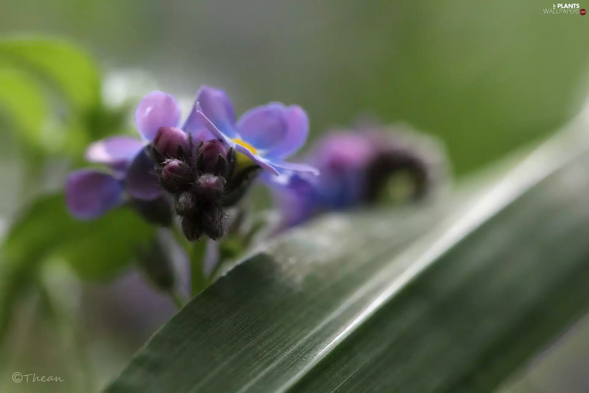 forget-me-not, leaf
