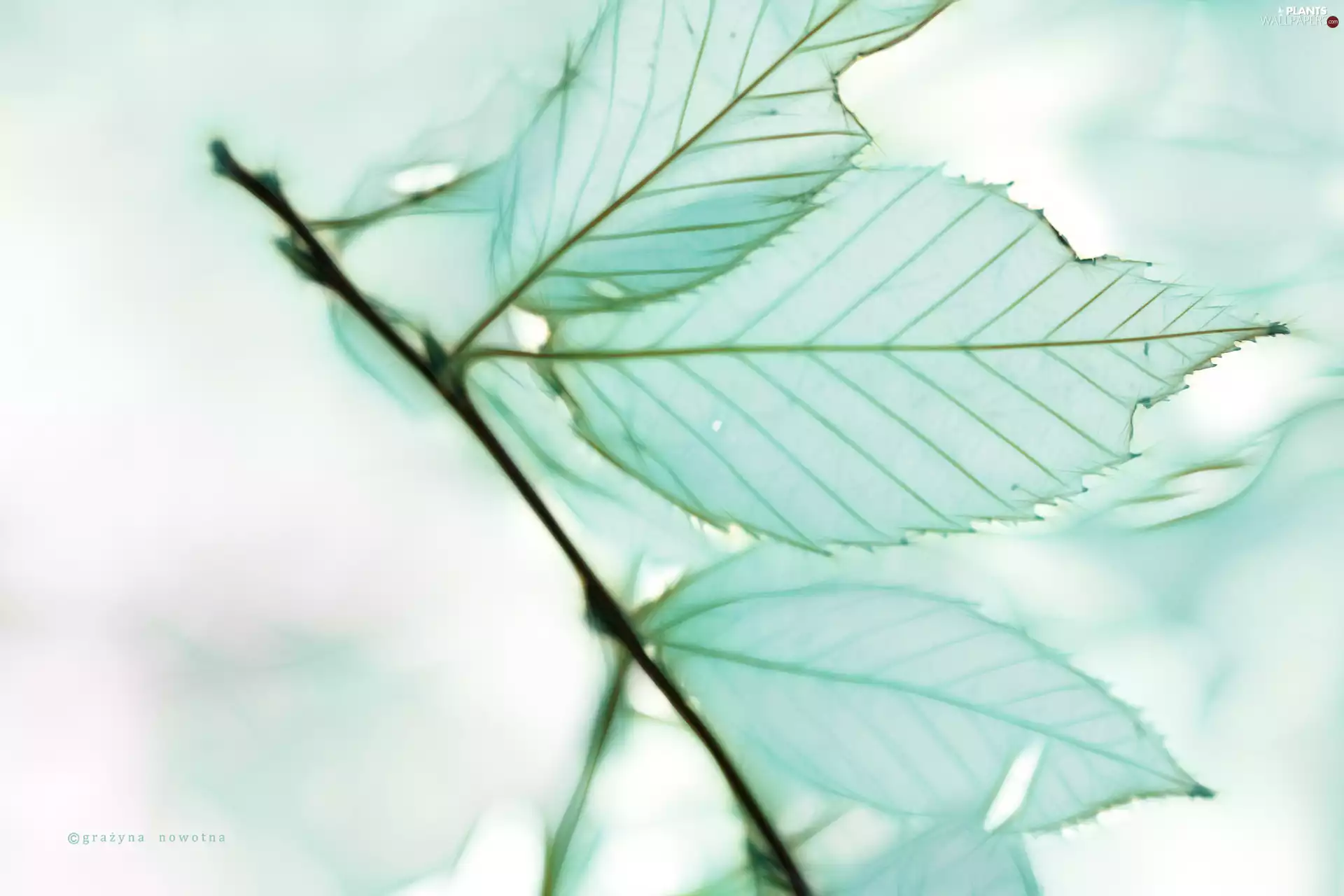 Leaf, Fractalius