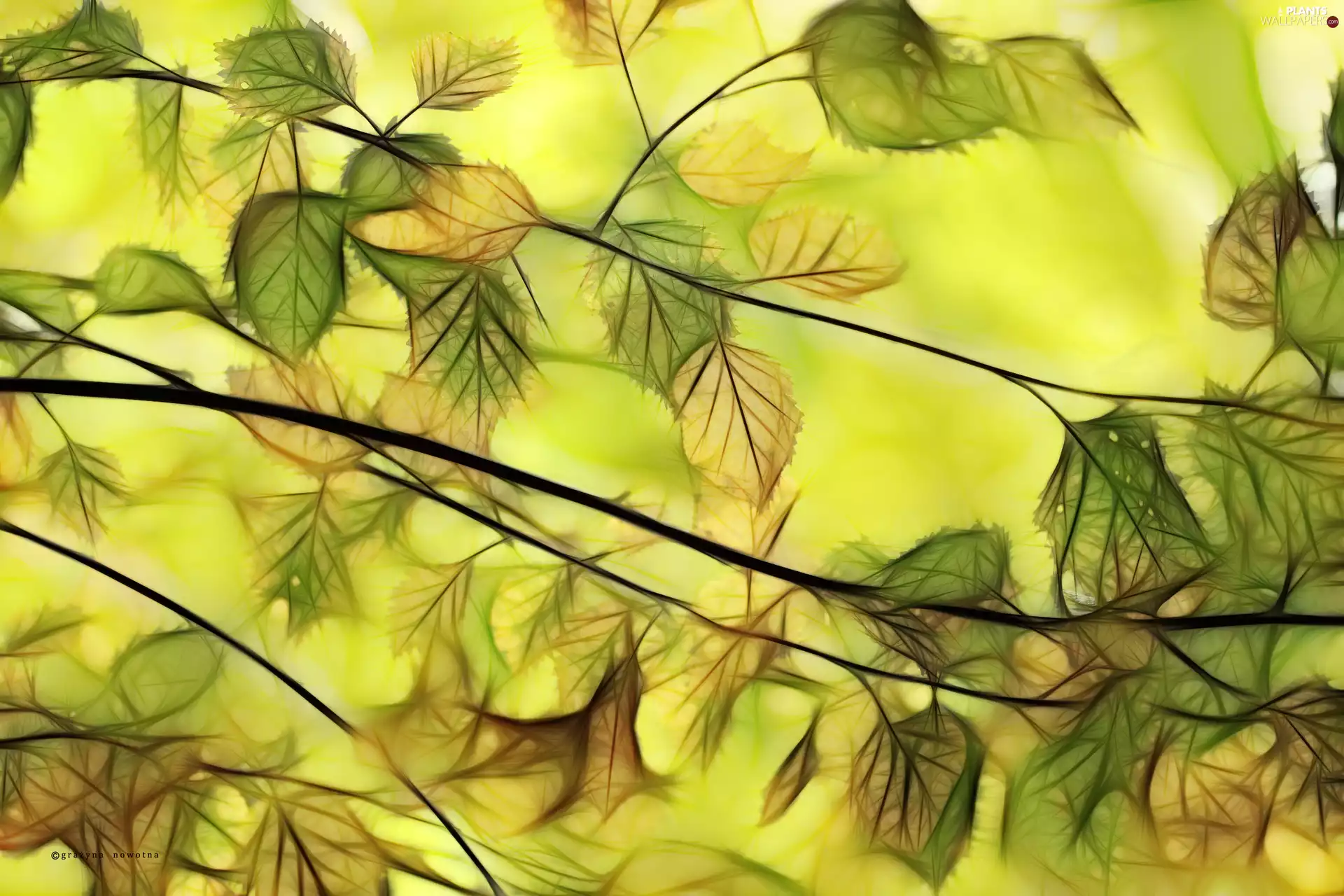 Leaf, Fractalius