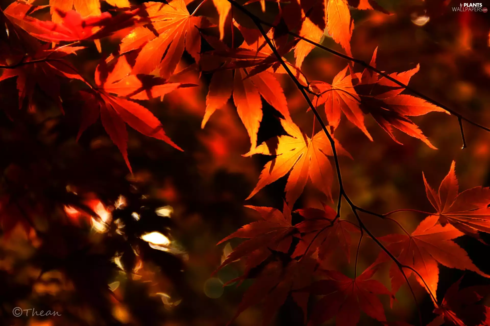 Fractalius, Maple Palm, Leaf