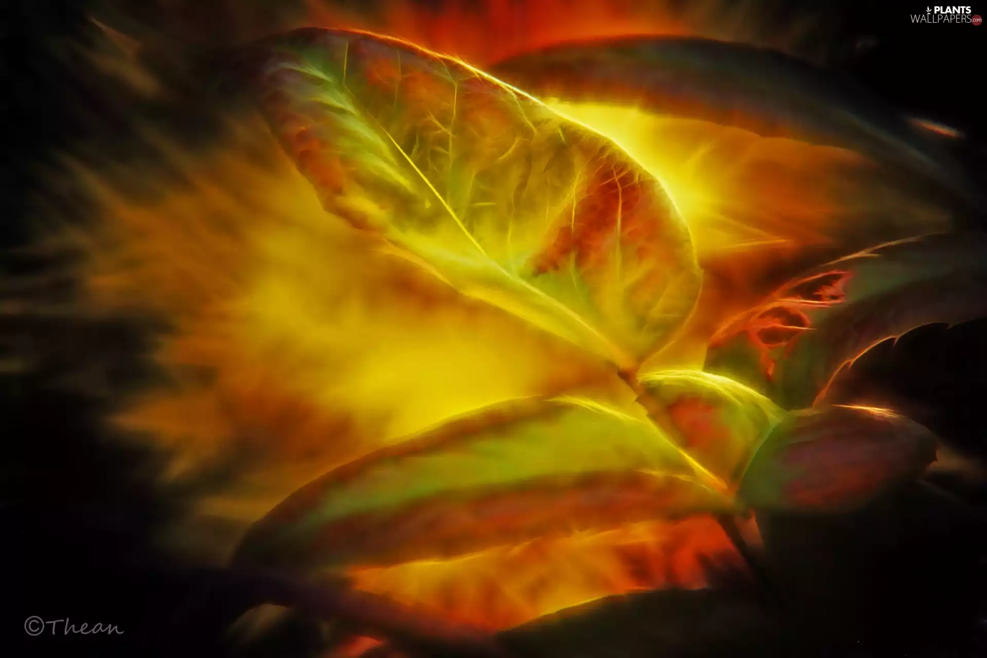 Leaf, Fractalius