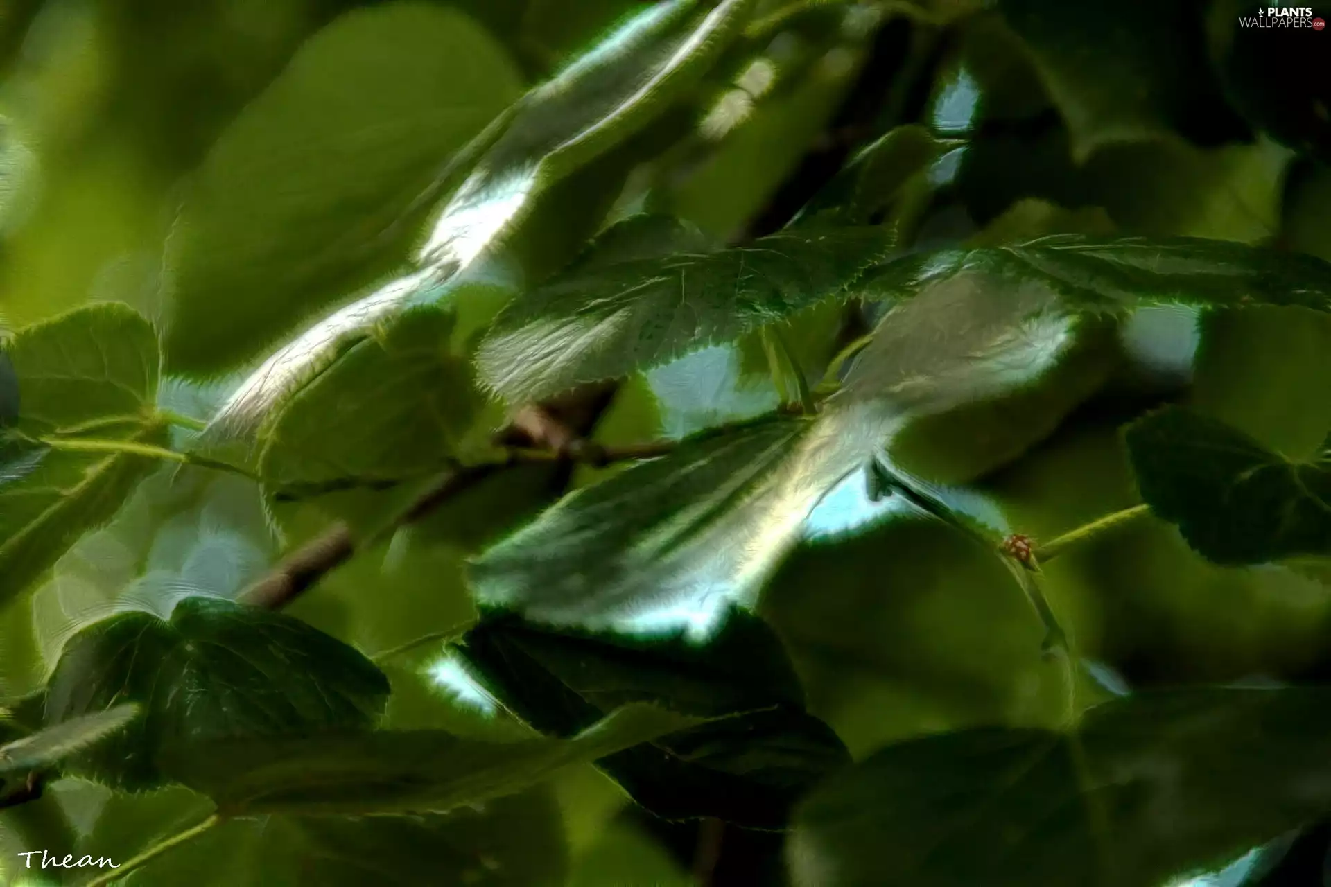 Fractaluis, green ones, Leaf