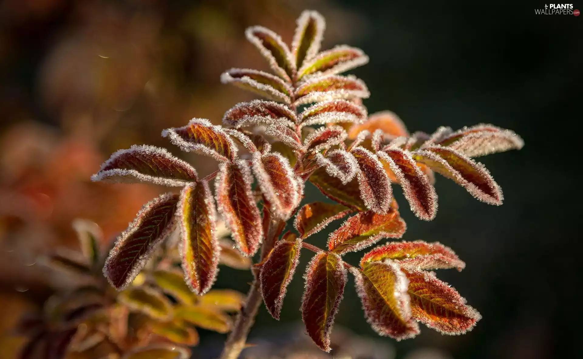 leaf, White frost
