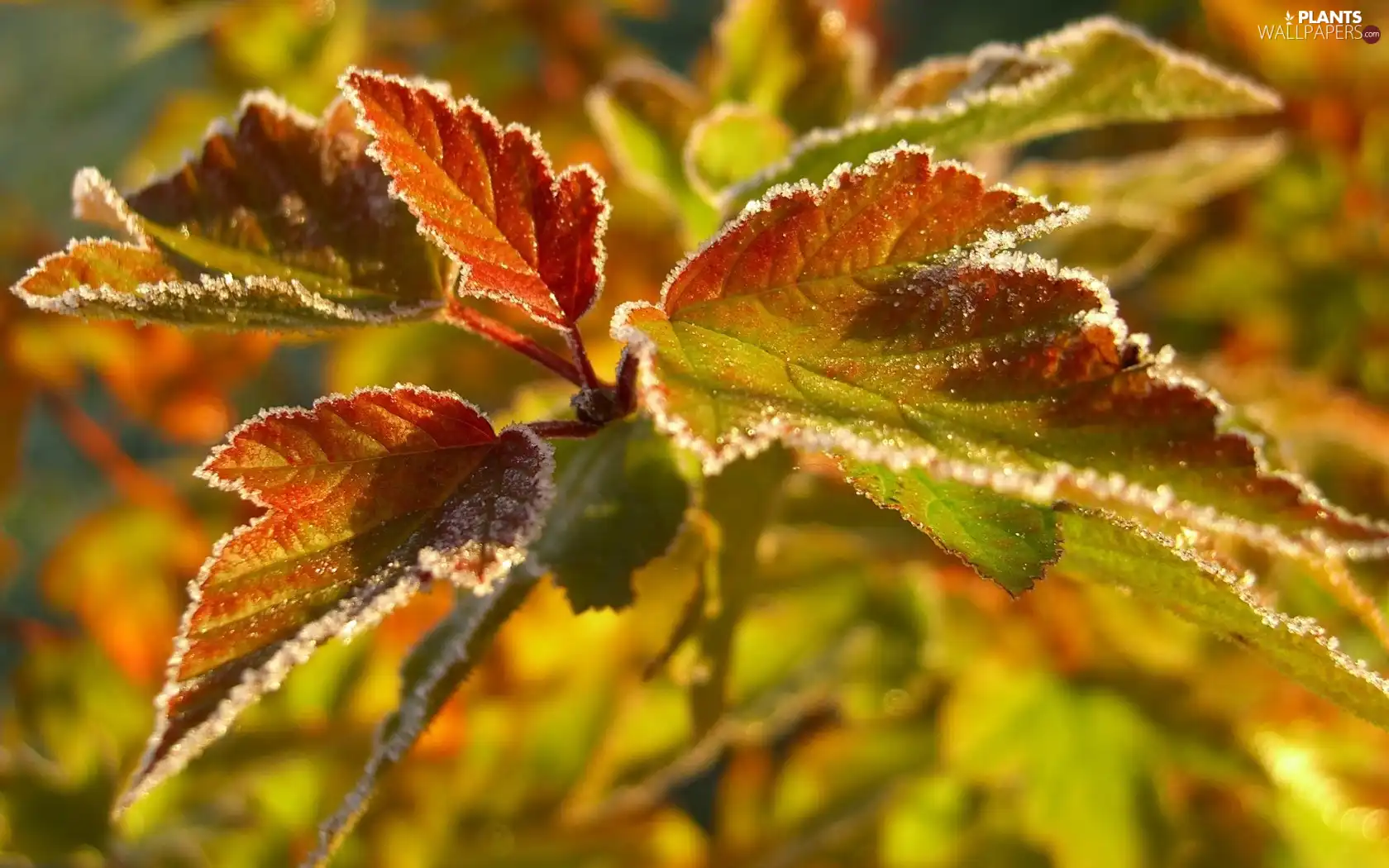 White frost, color, Leaf