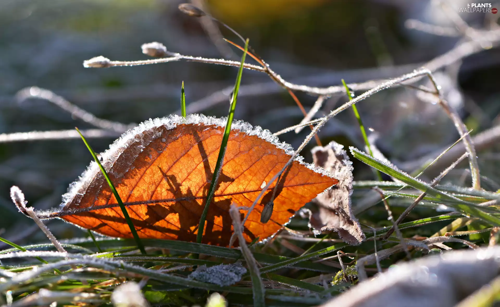 leaf, White frost