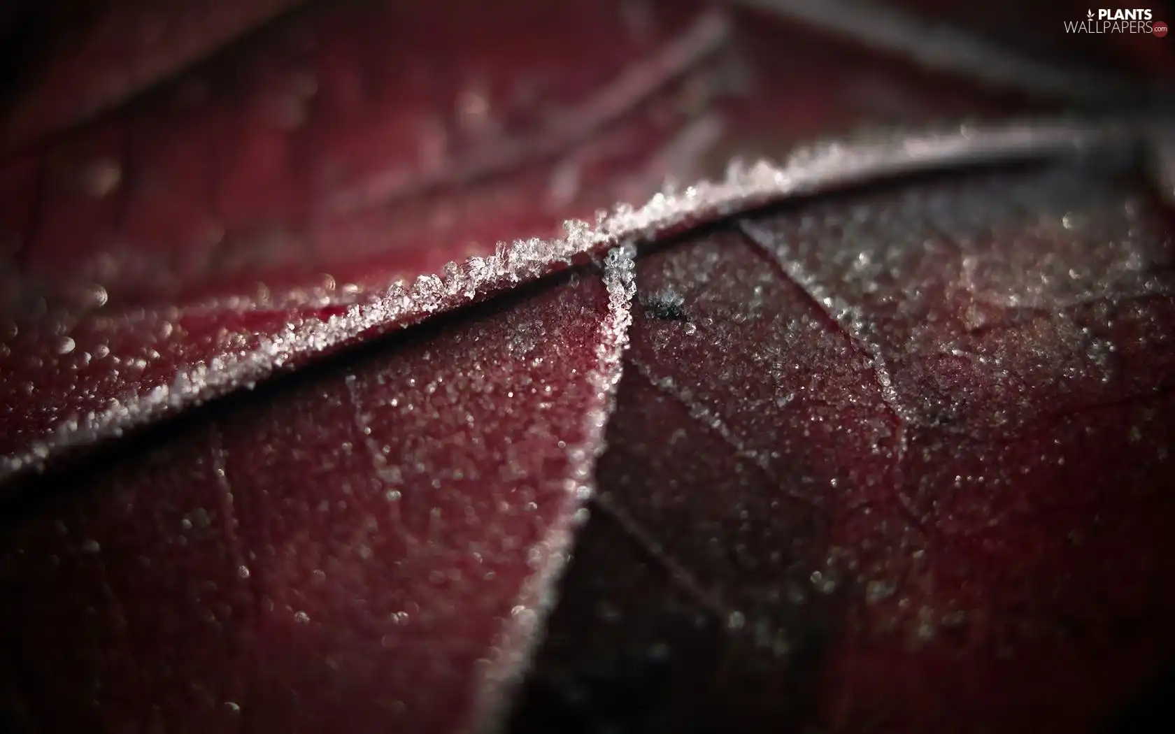 frosted, leaf