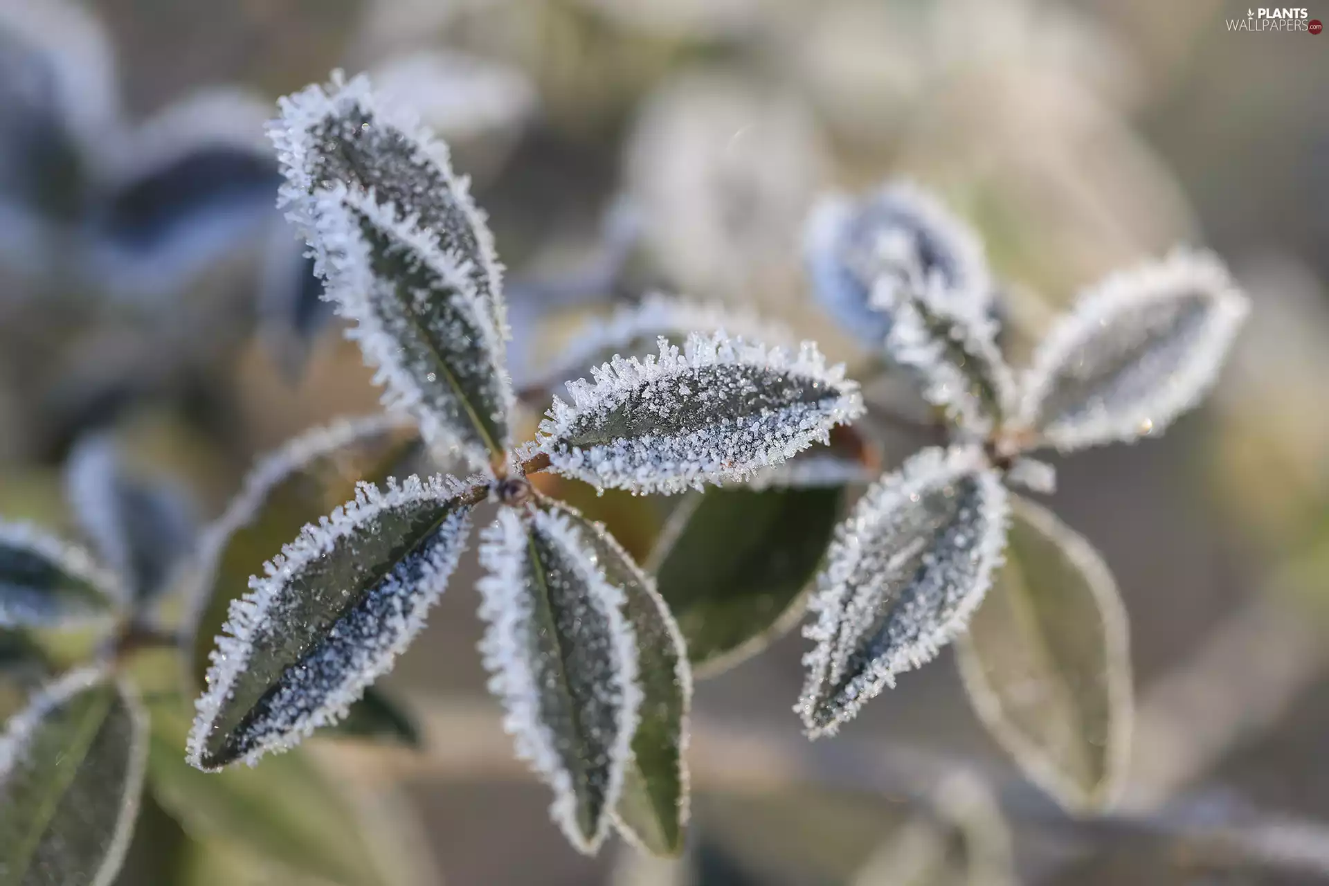 Leaf, frozen, frosty