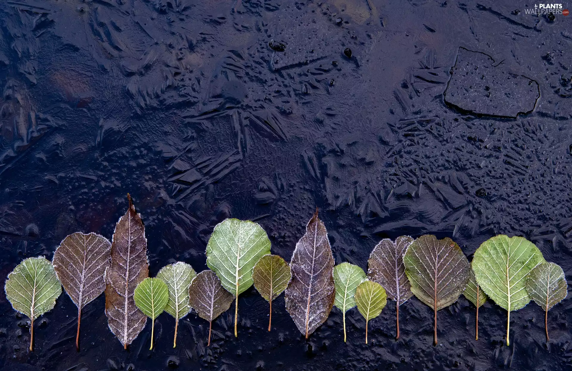 frosty, Frozen, water, Leaf