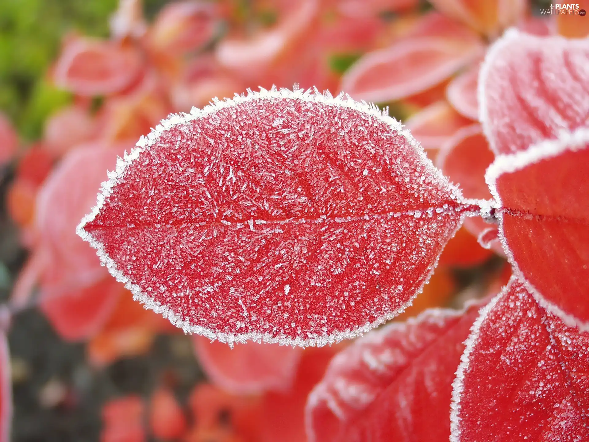 frozen, Red, Leaf, plant