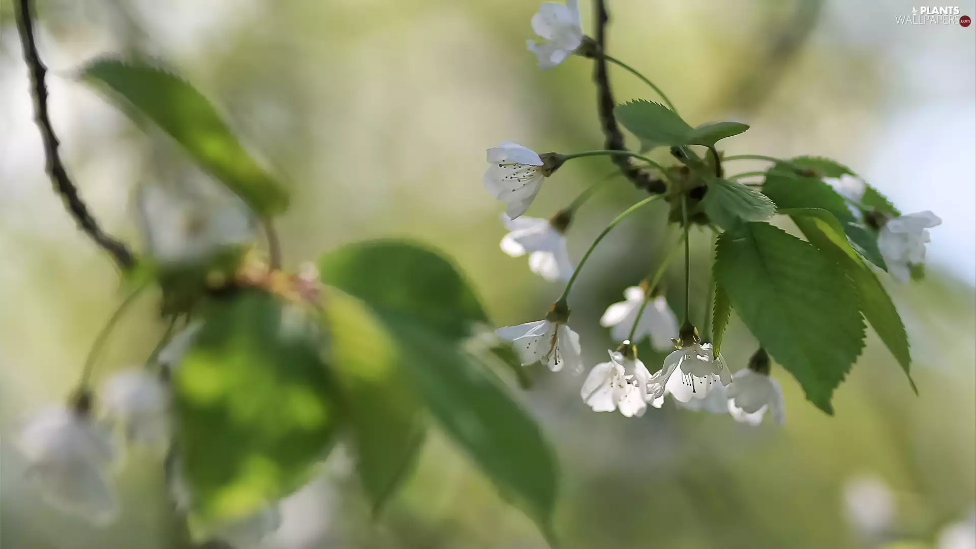 twig, Leaf, Fruit Tree, Flowers