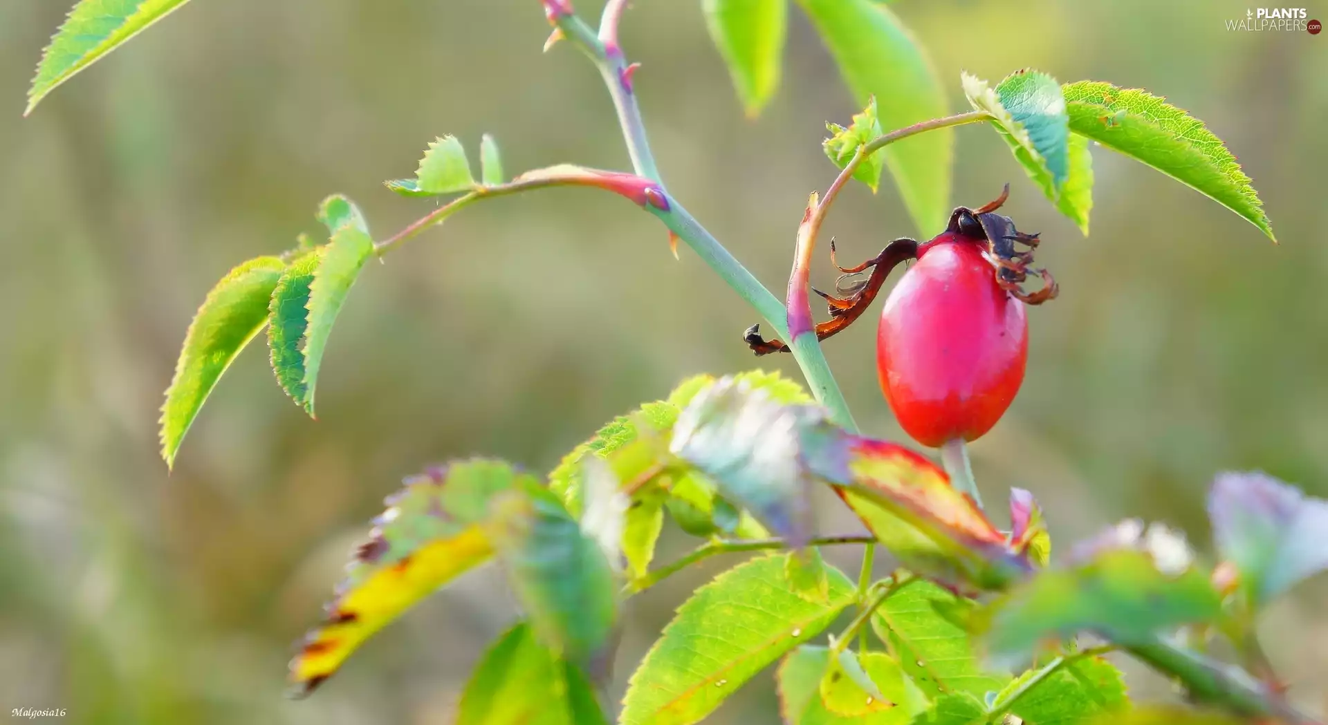 twig, Leaf, fruit, Briar, Red