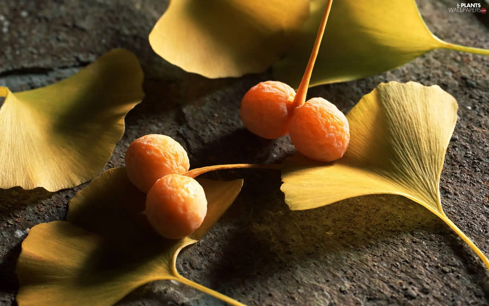 Leaf, chinese, Fruits