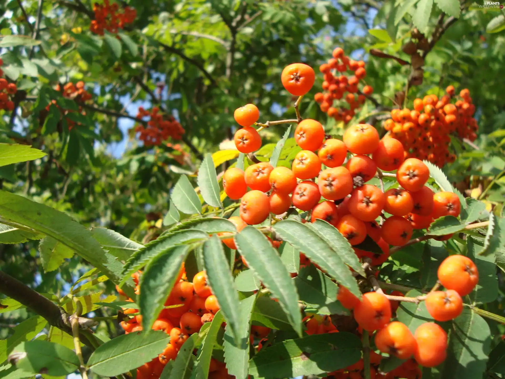 Leaf, Plant, Fruits