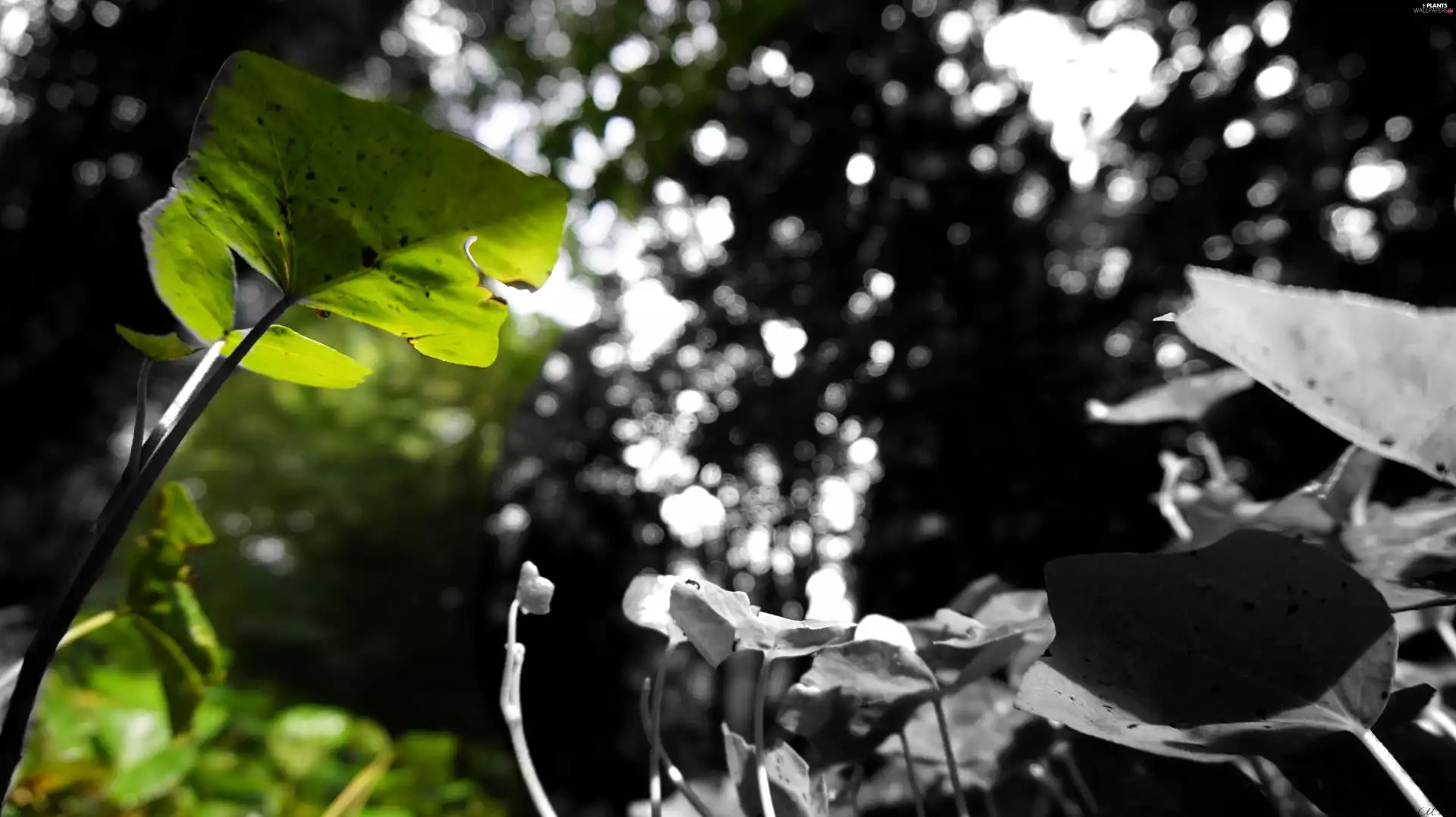 scale, Green, fuzzy, leaf, Floodlit, Gray, background