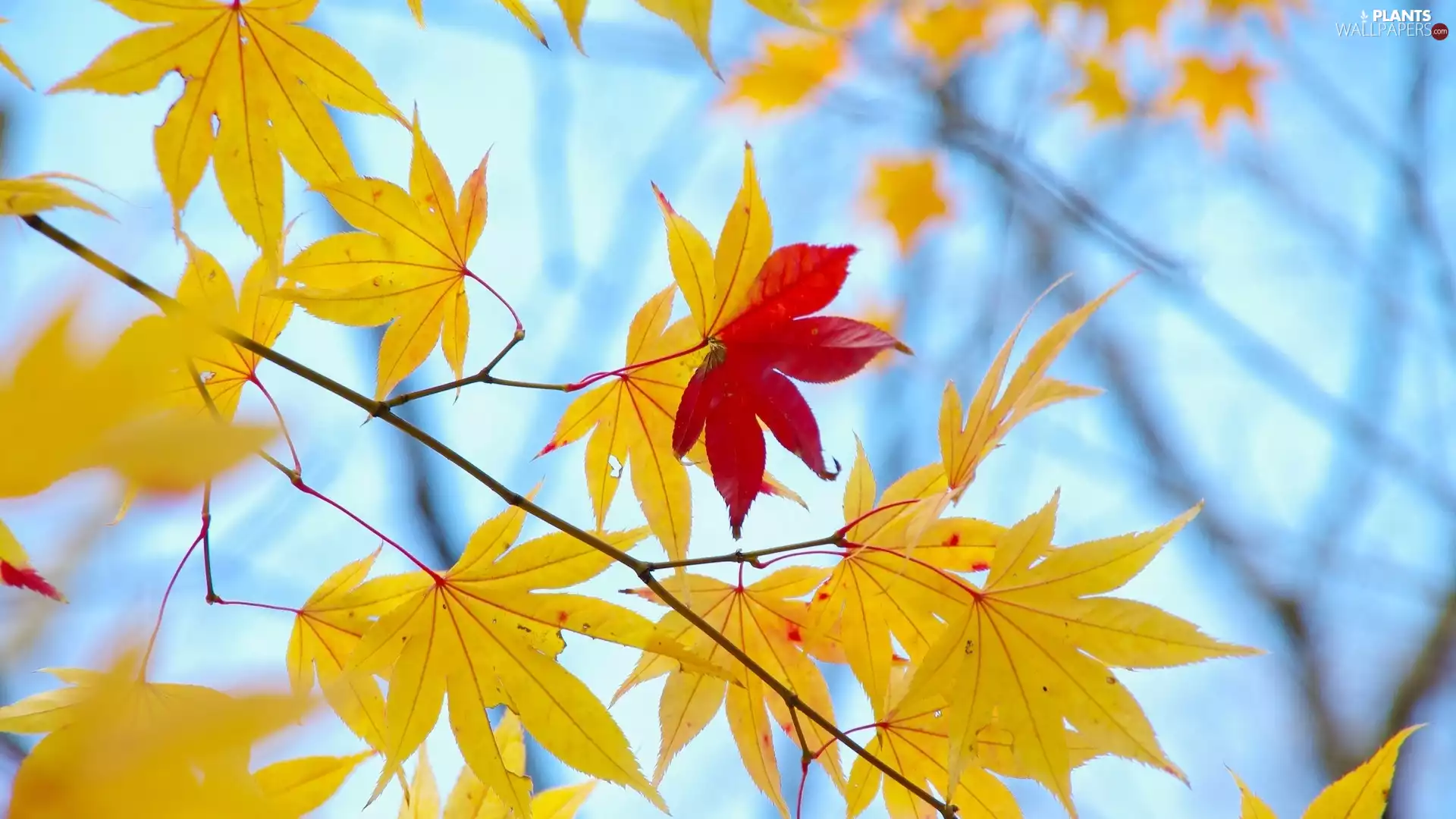 Yellow, maple, fuzzy, Leaf, autumn, Red, background