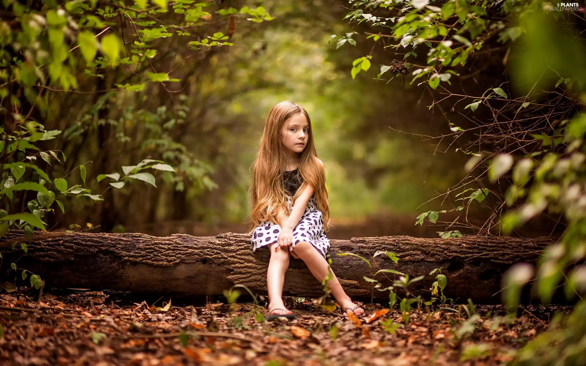 trees, Leaf, girl, forest, Kid