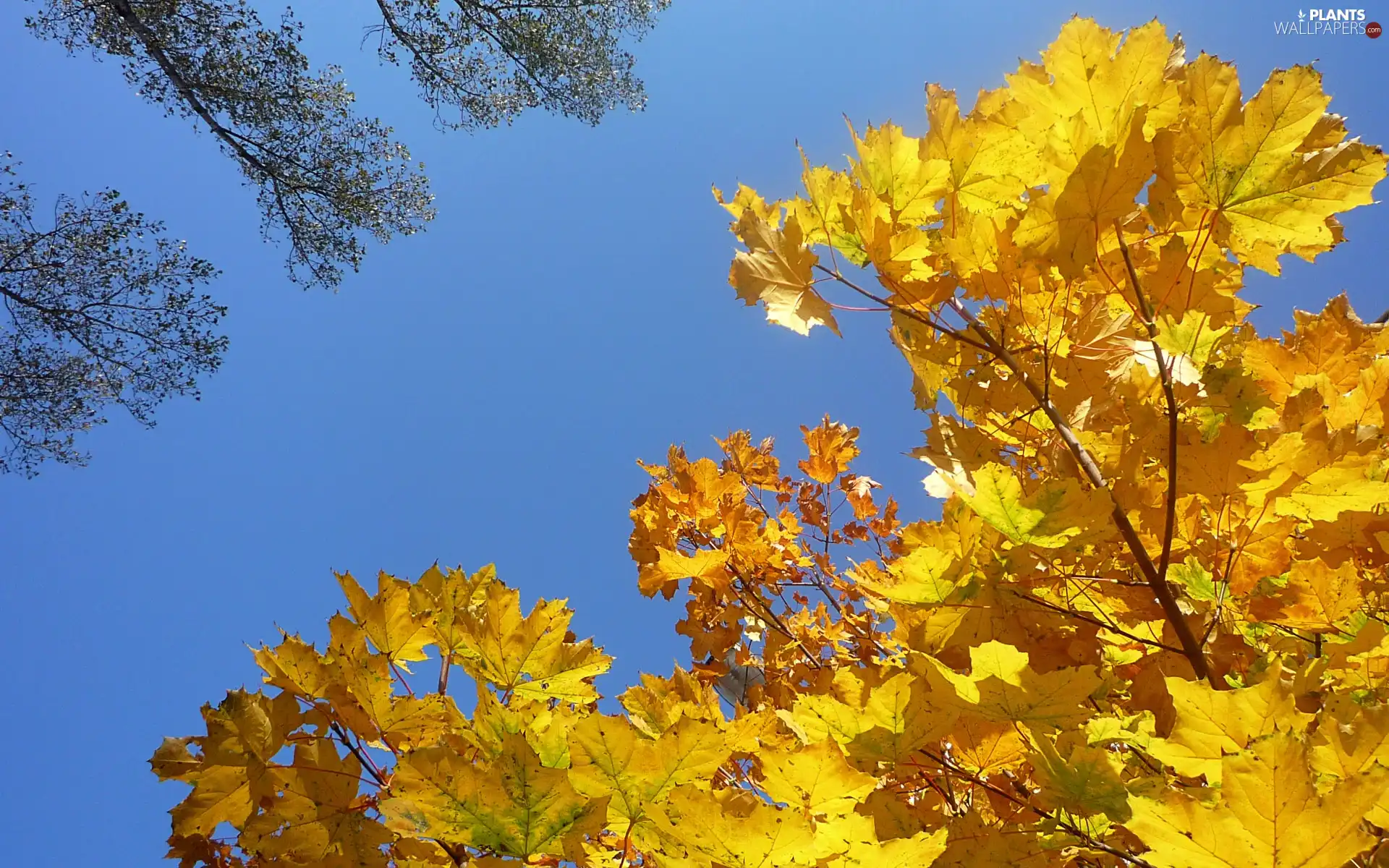 Golden, Leaf