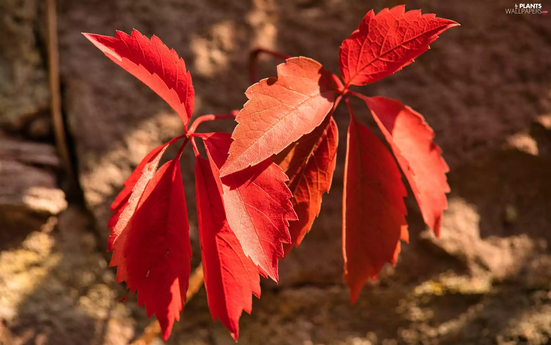 grape-vine, Red, Leaf