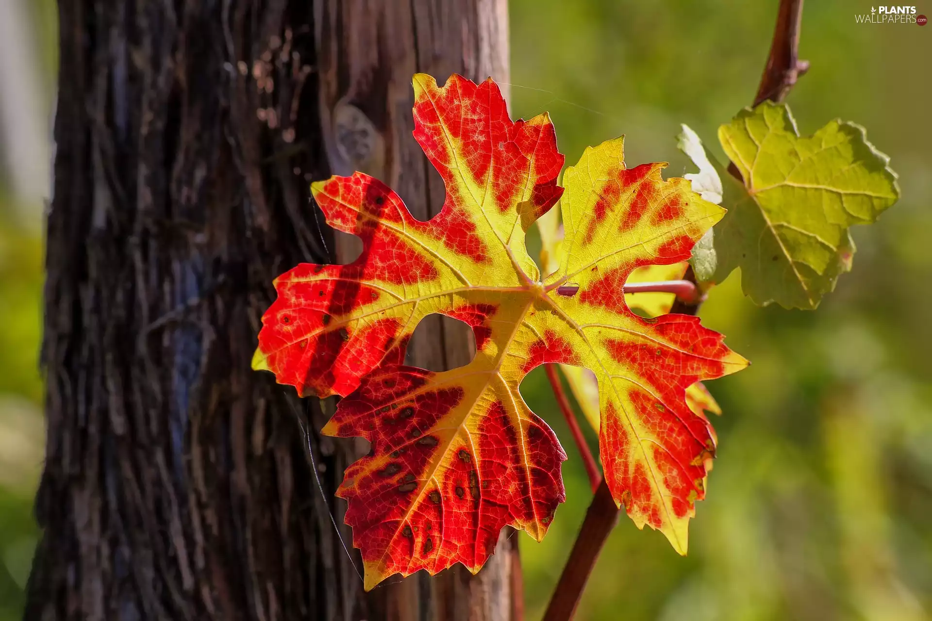 grape-vine, trees, leaf
