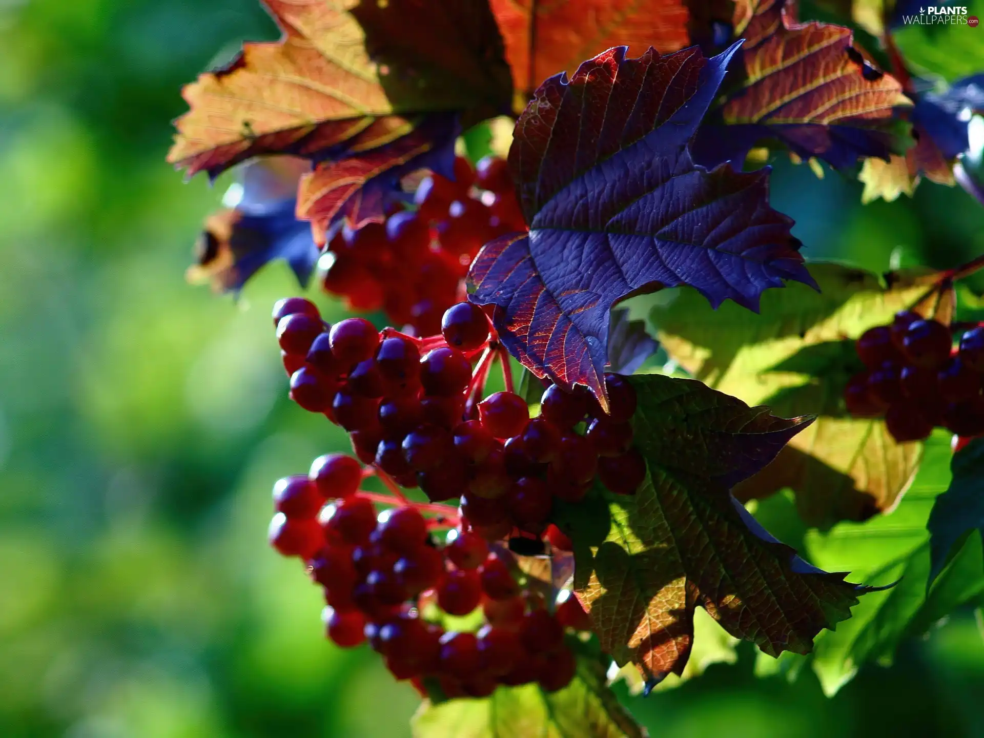 Leaf, change, Grapes