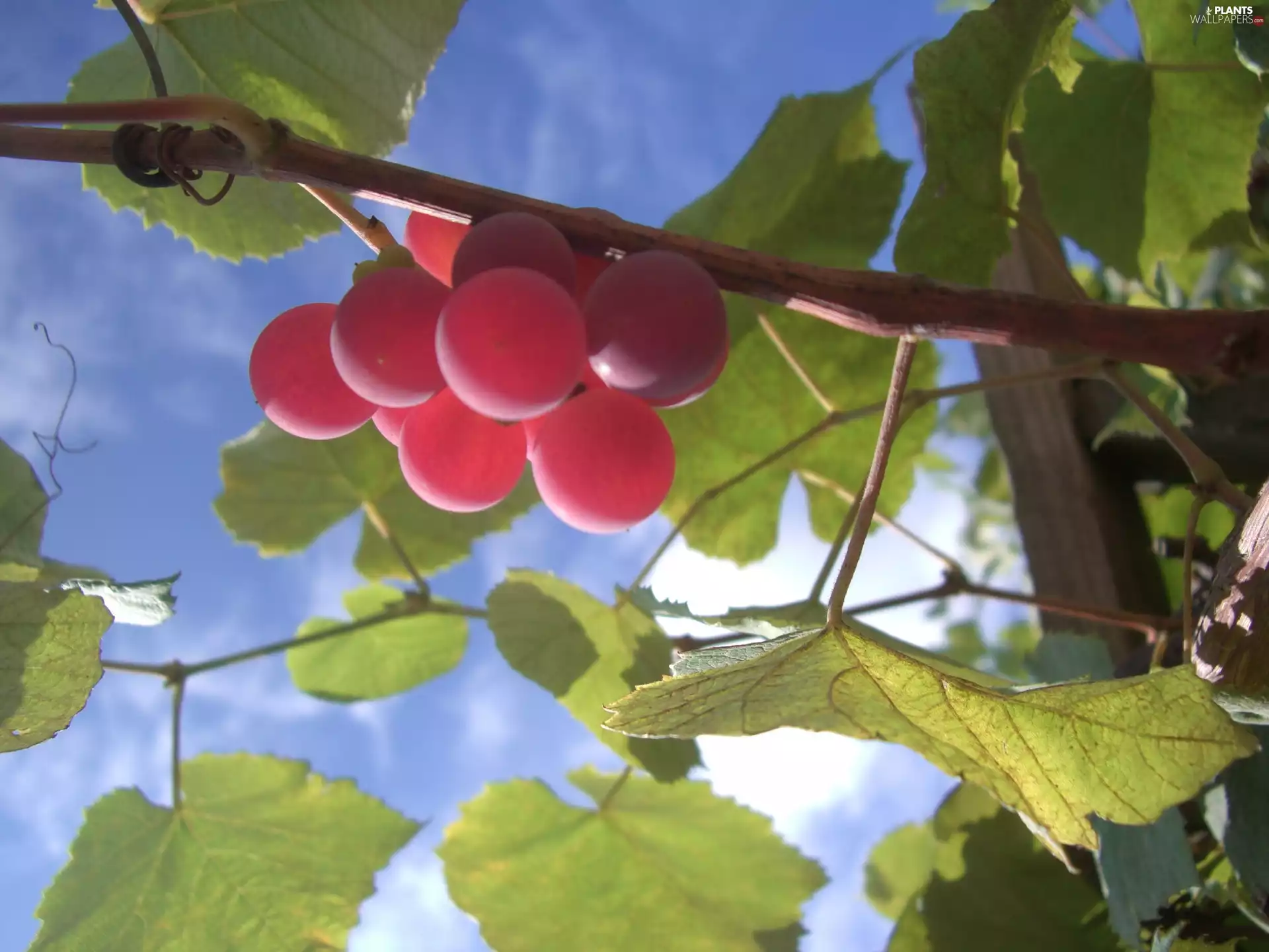 Grapes, climber, Sky, Leaf