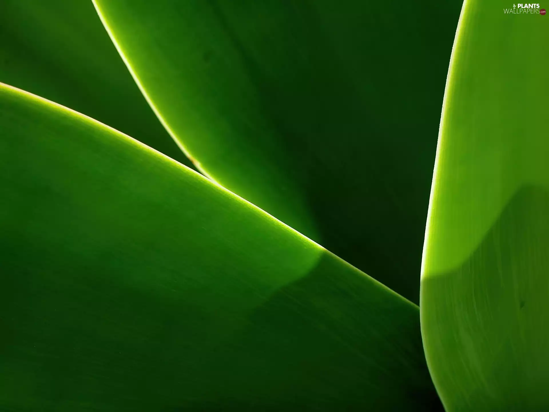 graphics, green ones, Leaf