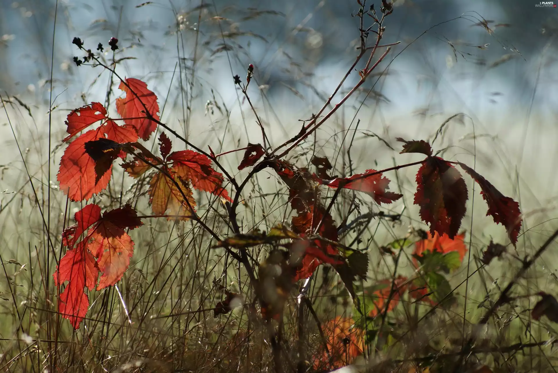 grass, bush, autumn, Leaf