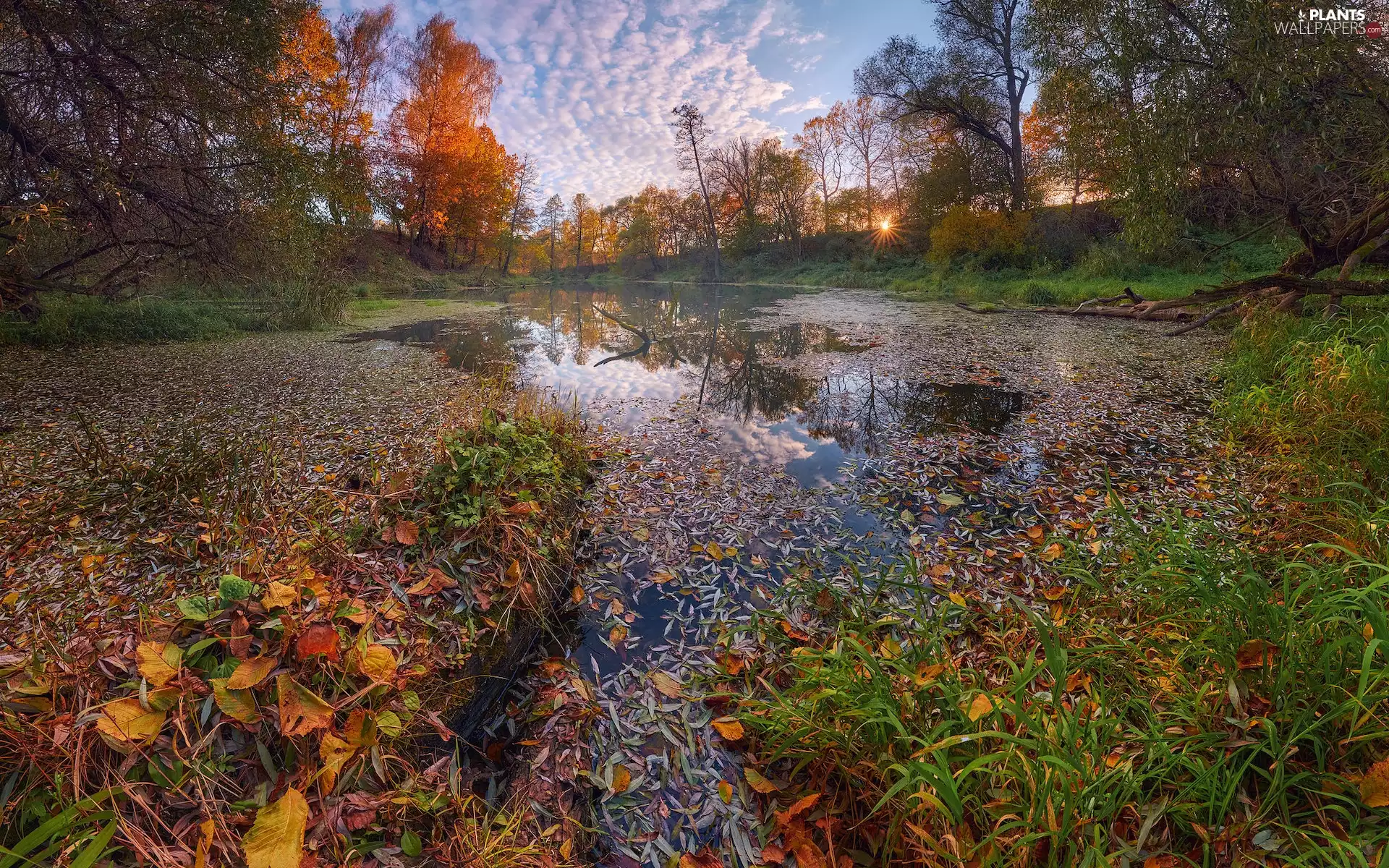 viewes, autumn, grass, Leaf, Pond - car, trees