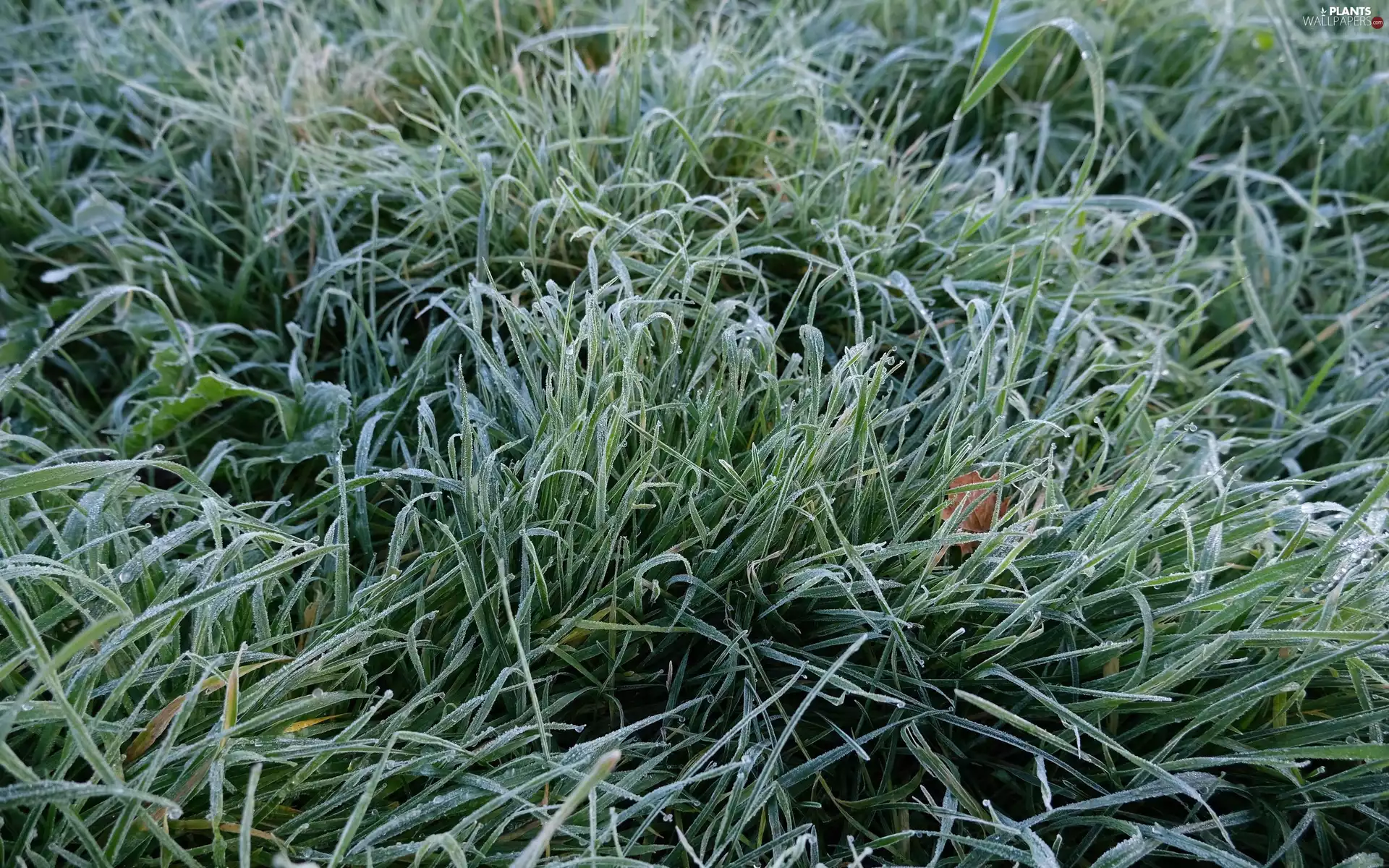 leaf, frosted, grass
