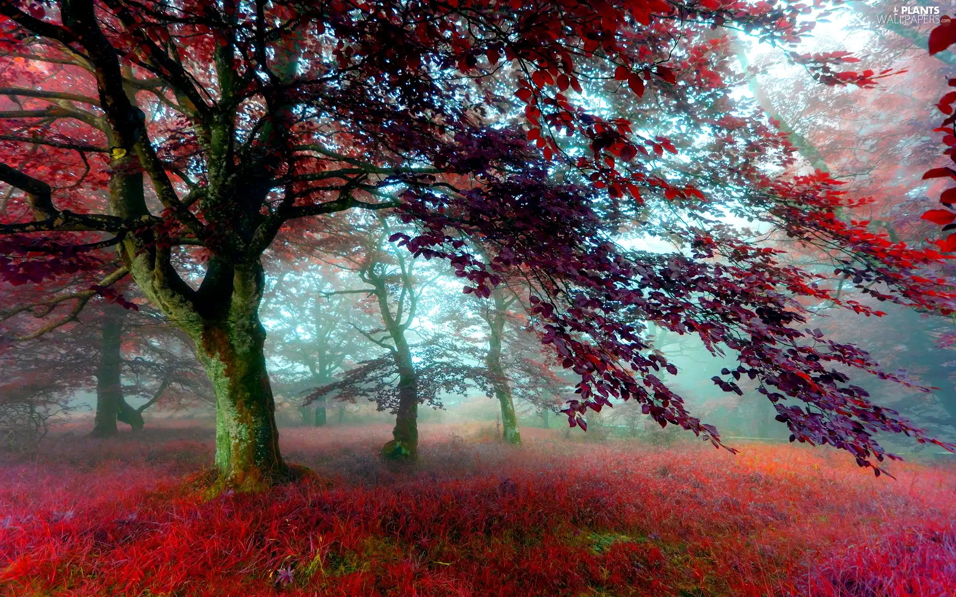 Leaf, grass, viewes, Red, trees