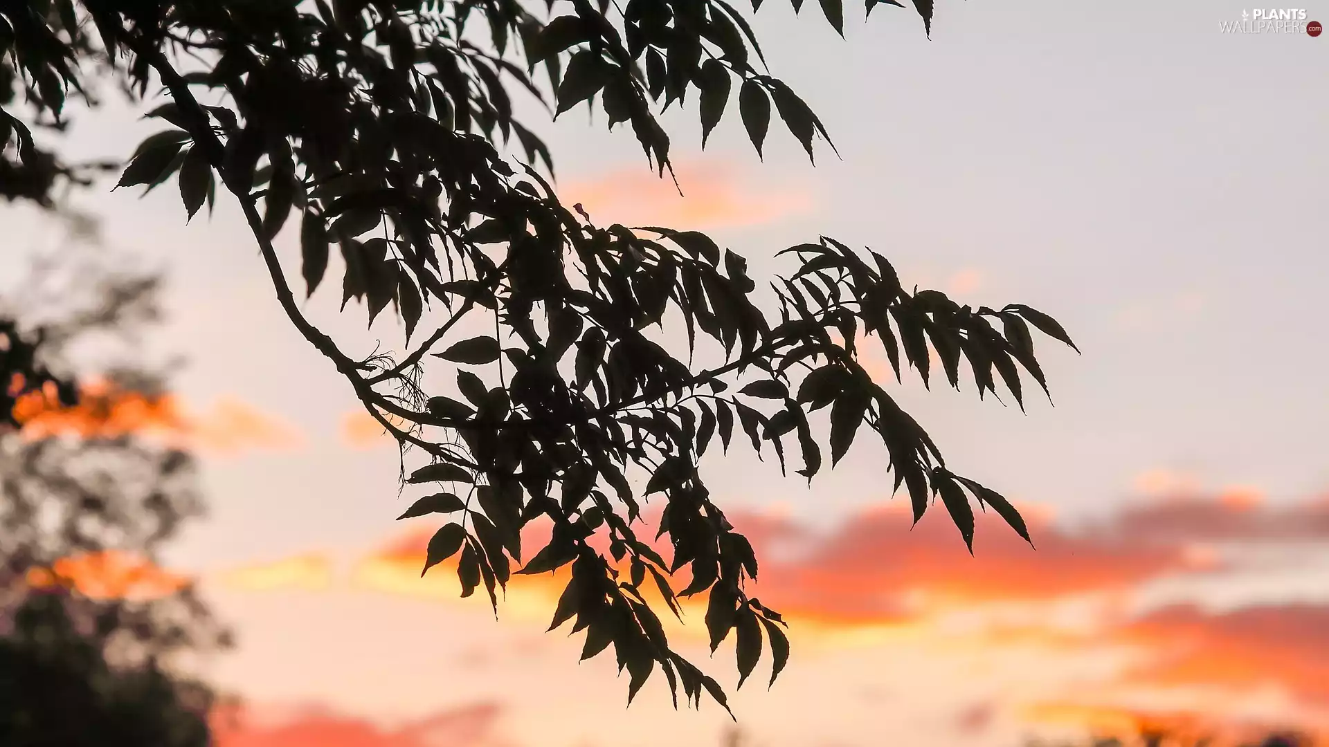 trees, Leaf, Great Sunsets, branch