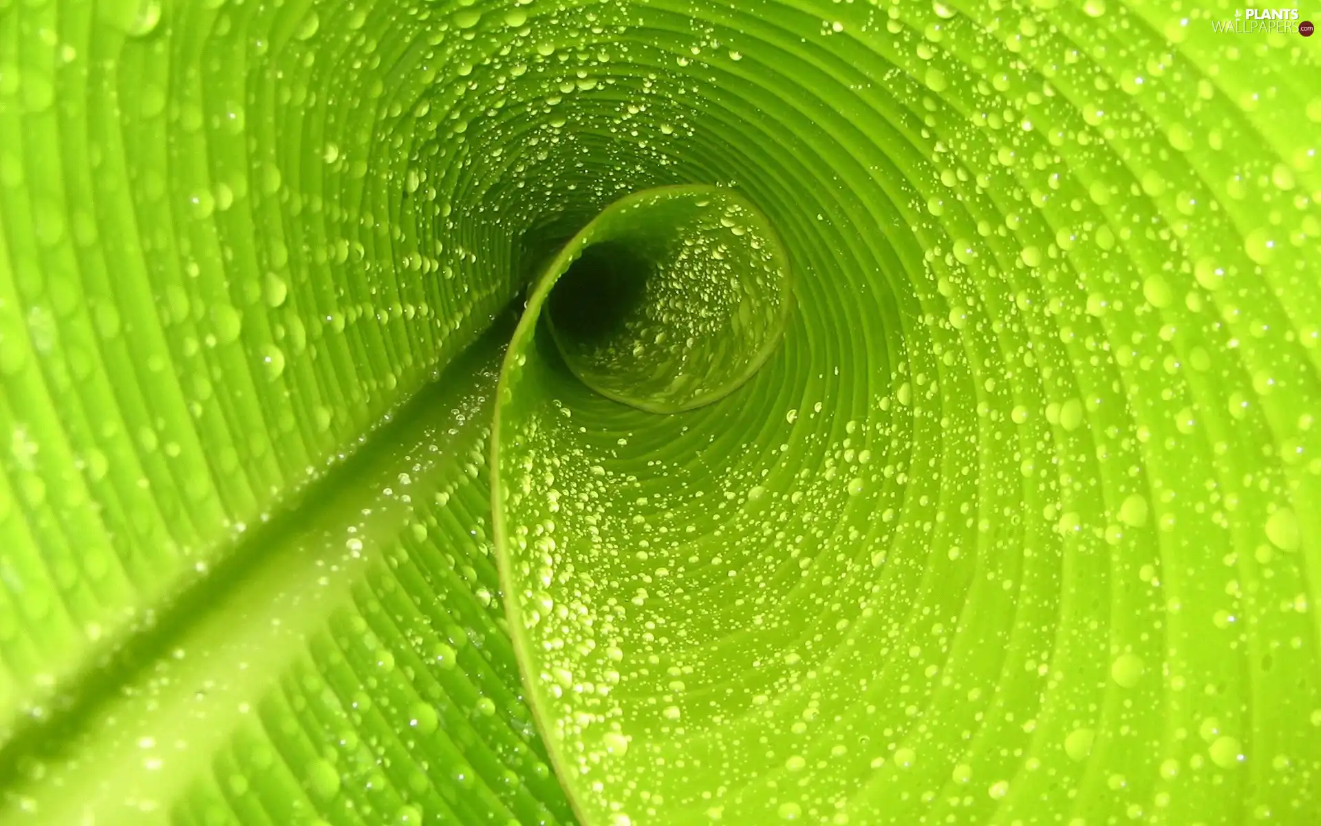 leaf, curved, Green