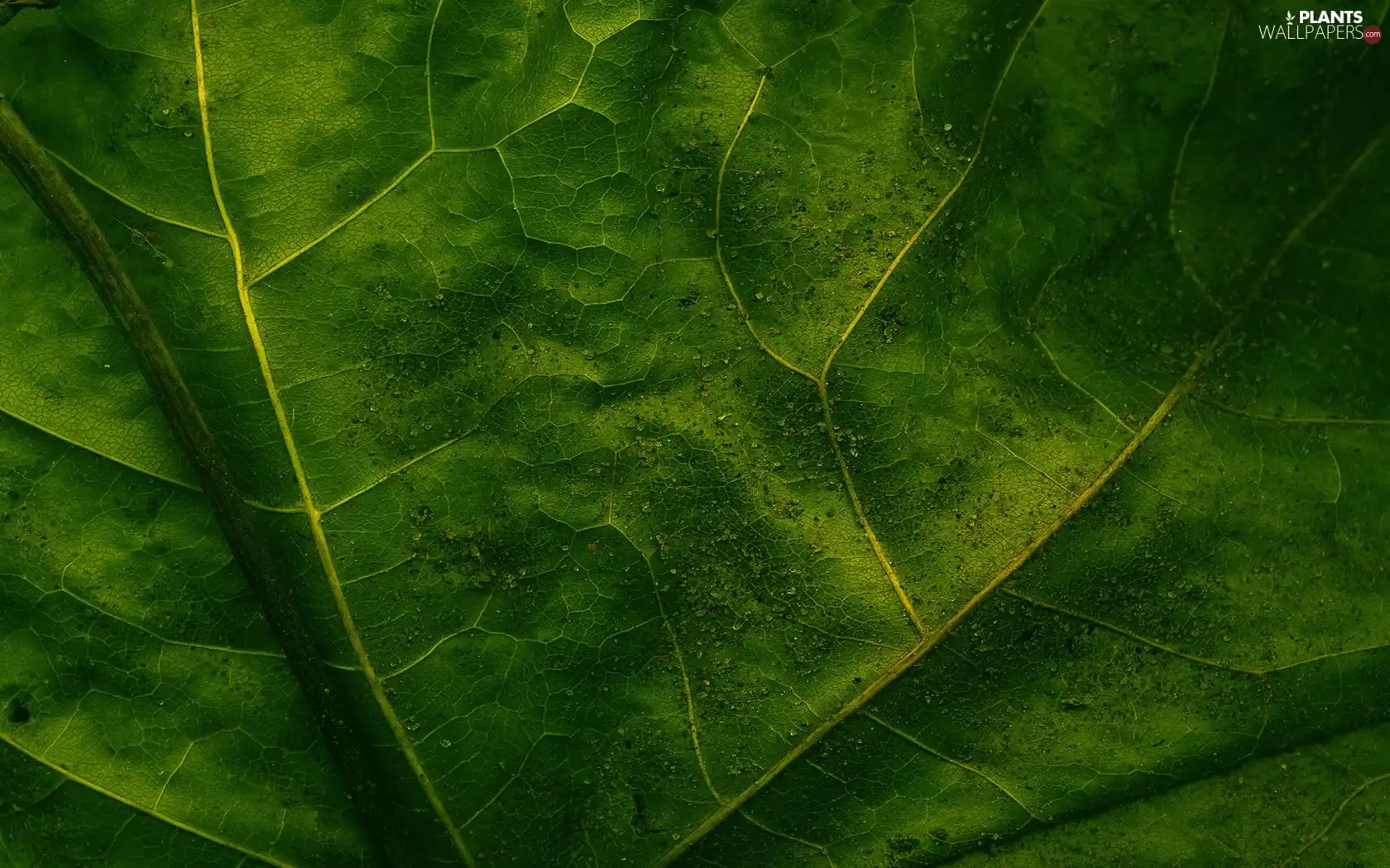leaf, facture, green