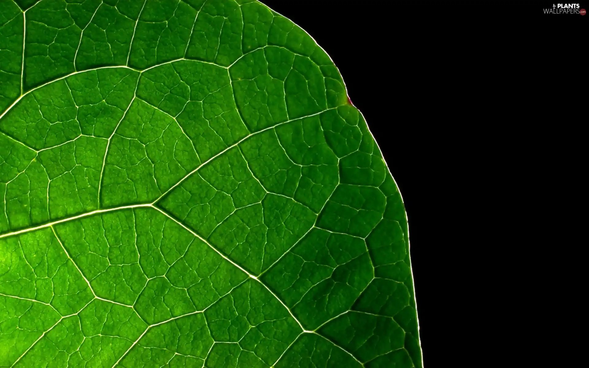 leaf, fragment, green