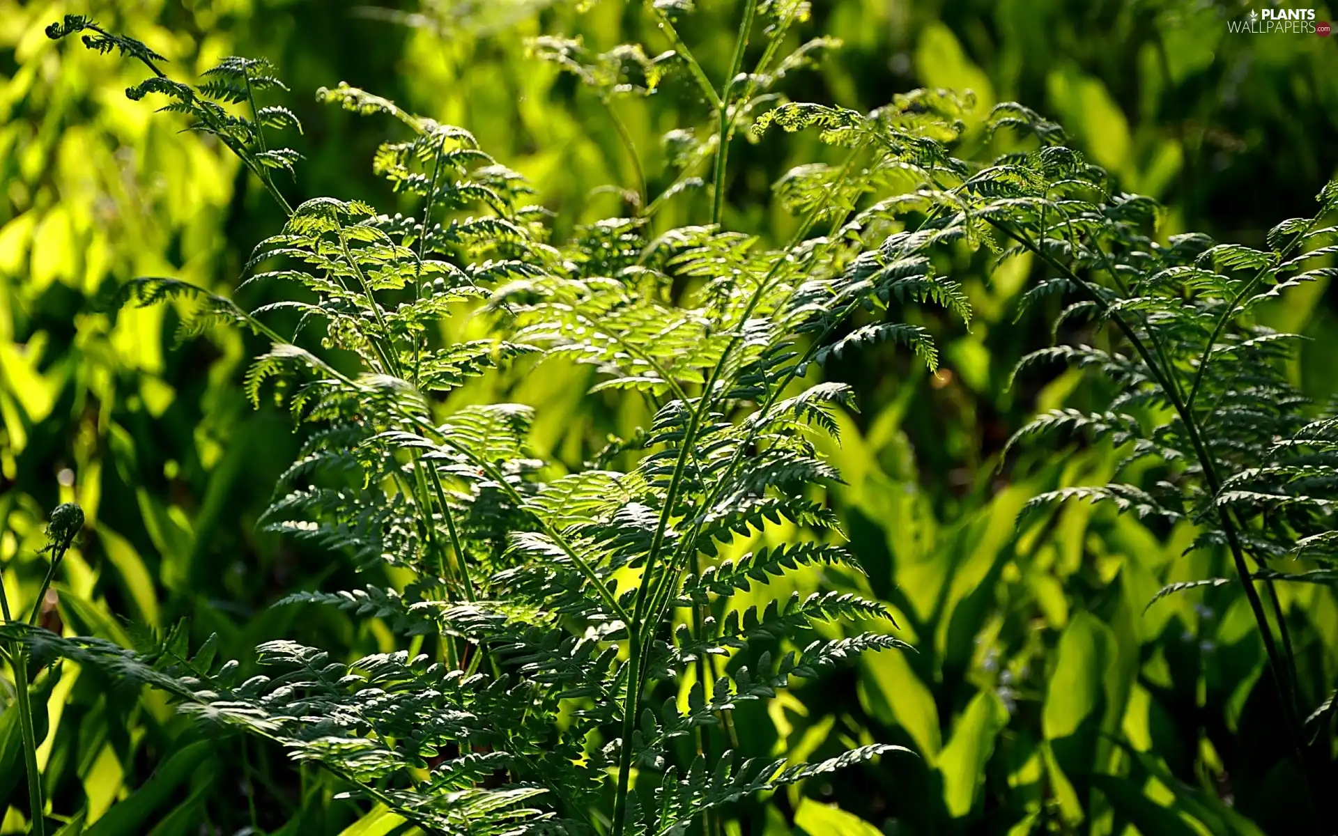 grass, green ones, Leaf