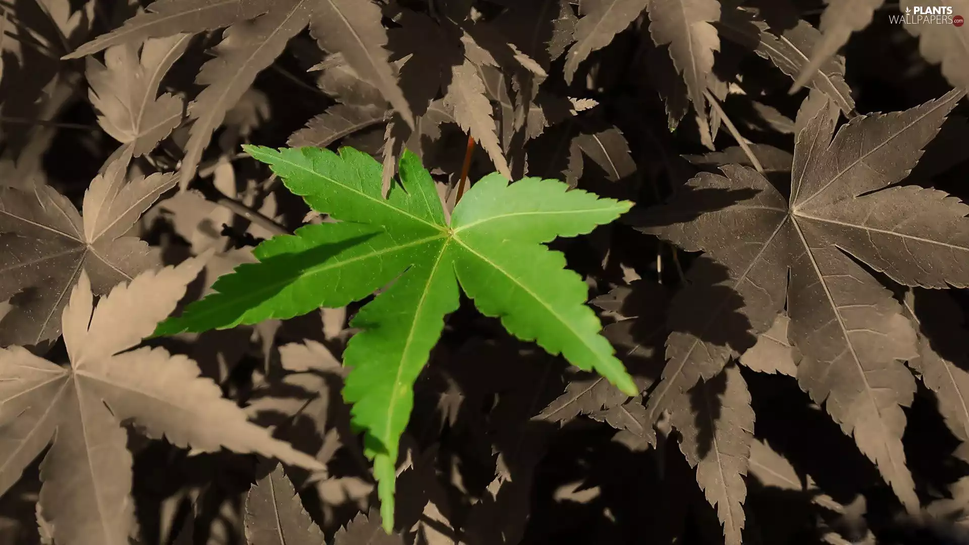 Green, Grey, Leaf, leaf