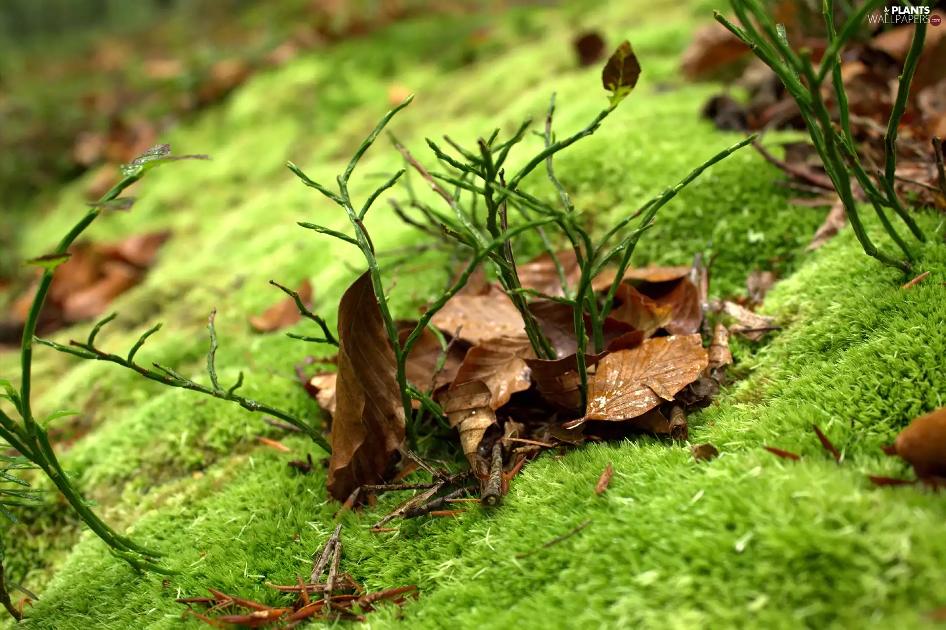 Leaf, Moss, Green