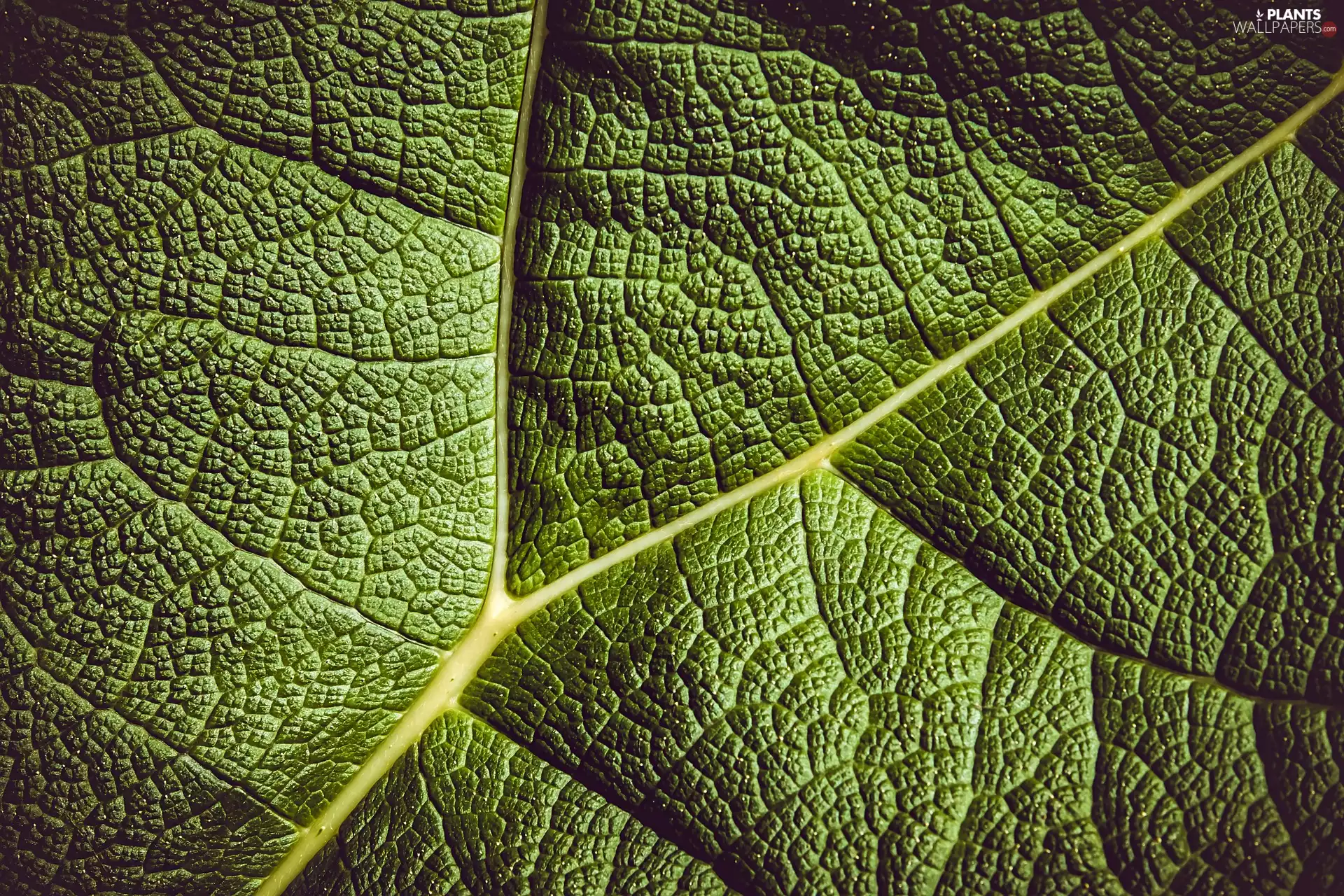 Green, structure, Nerve, leaf