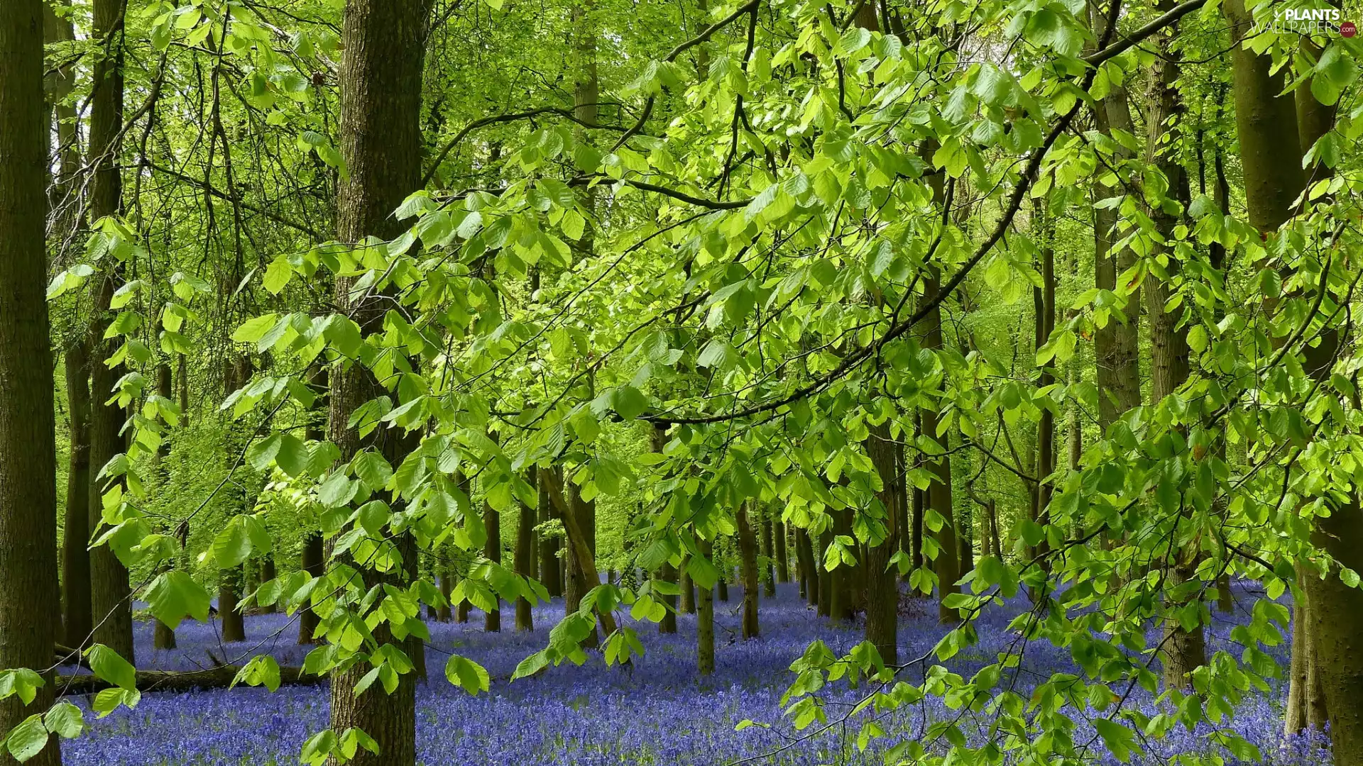 branch pics, green ones, viewes, Flowers, trees, Leaf