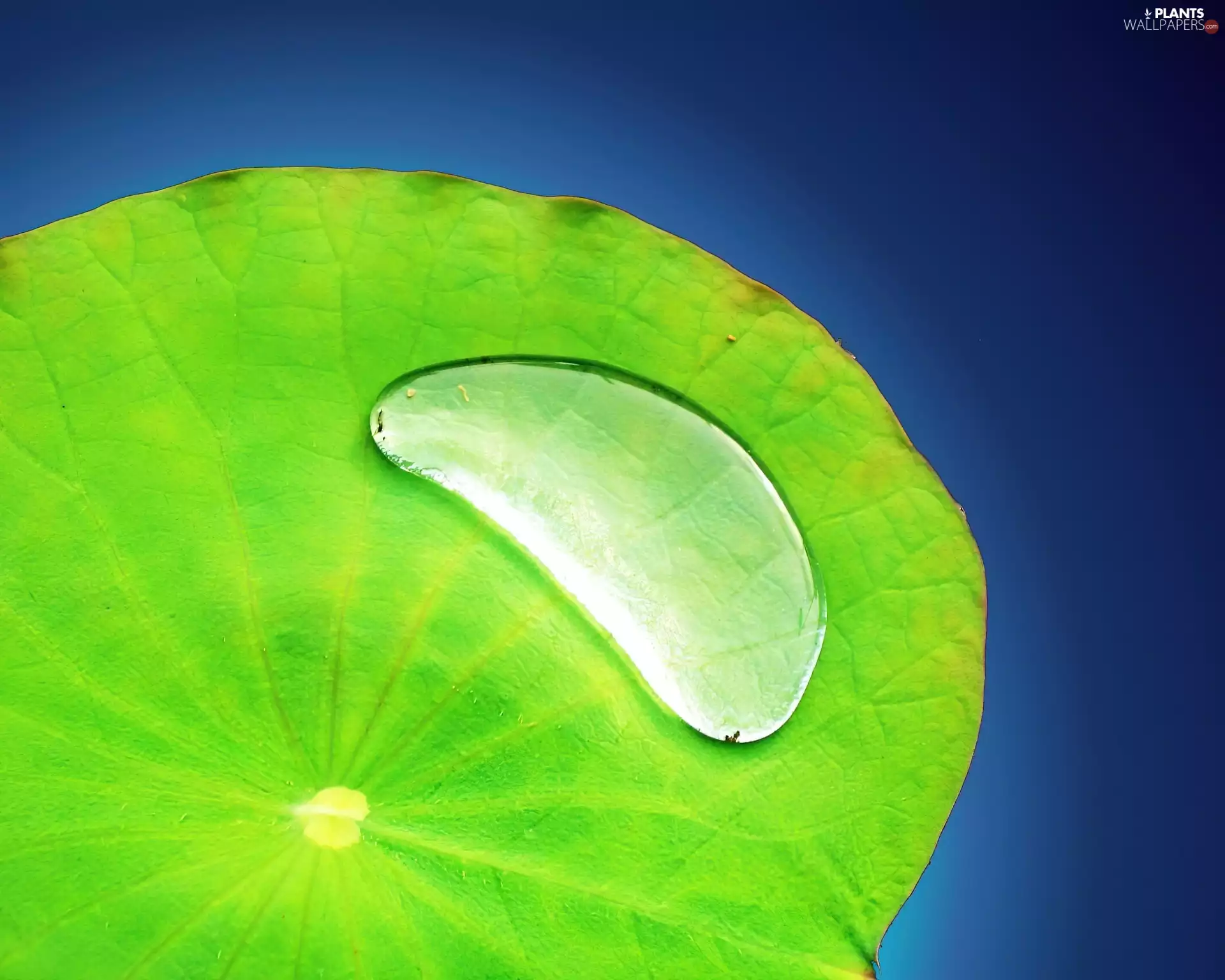 Green, drop, Rosy, leaf