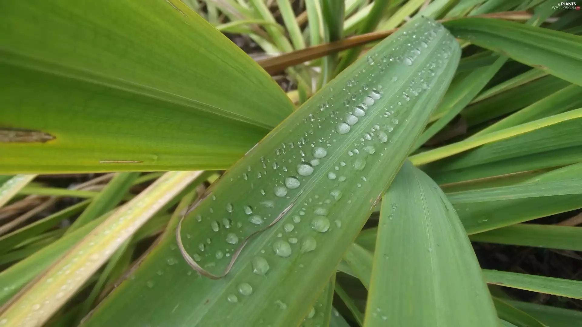 Green, drops, Rosy, leaf