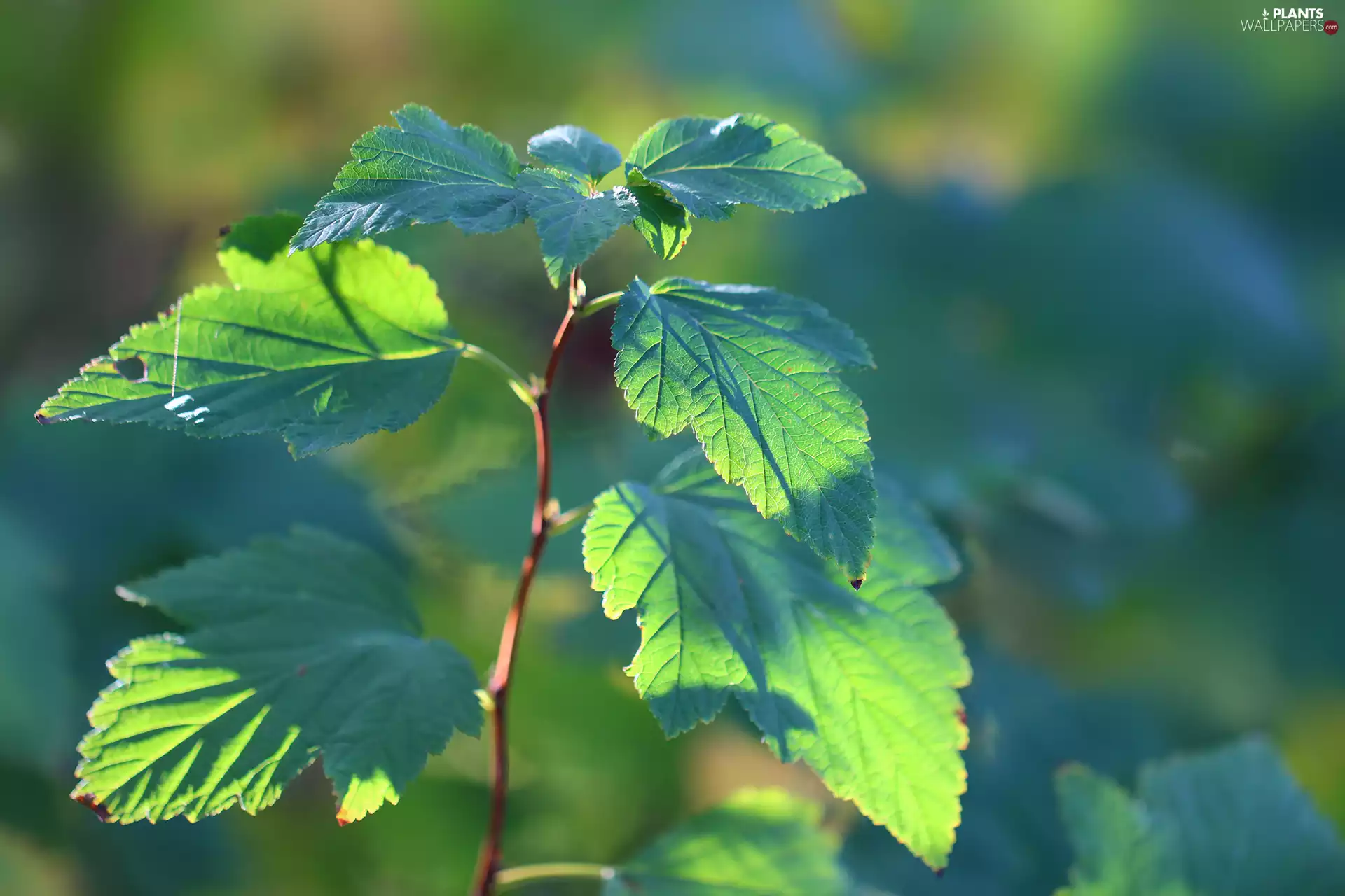 green ones, twig, Leaf