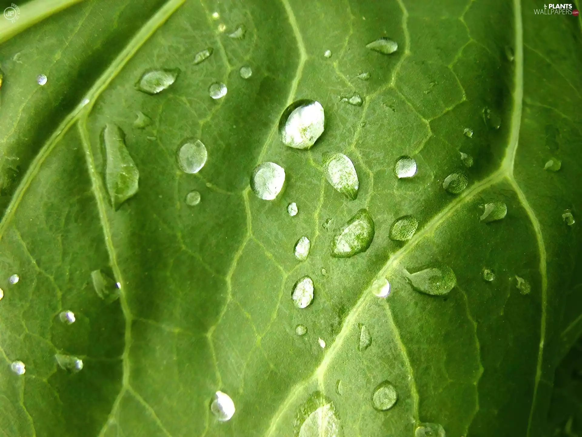 Green, drops, water, leaf