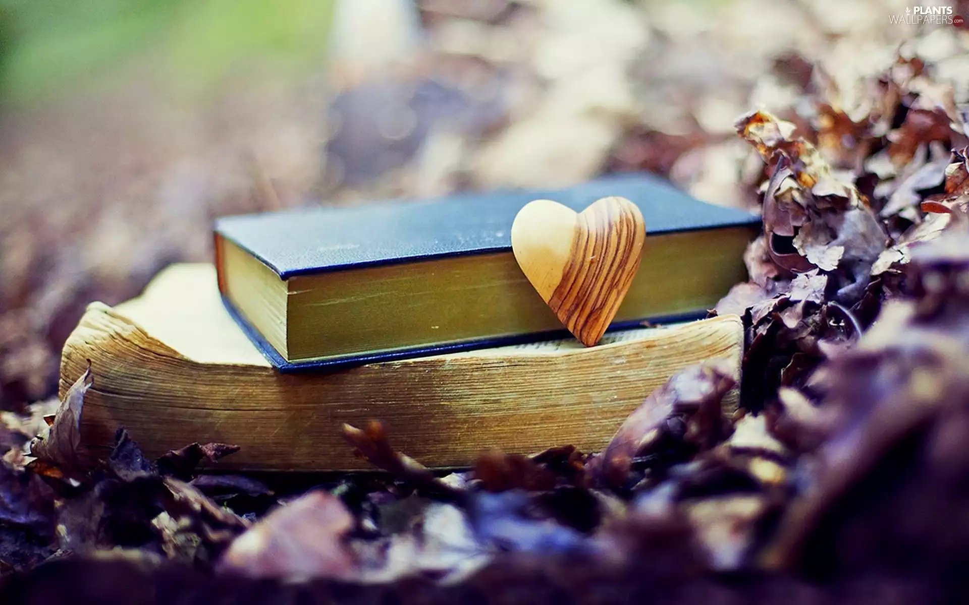 Meadow, Leaf, Heart teddybear, Books