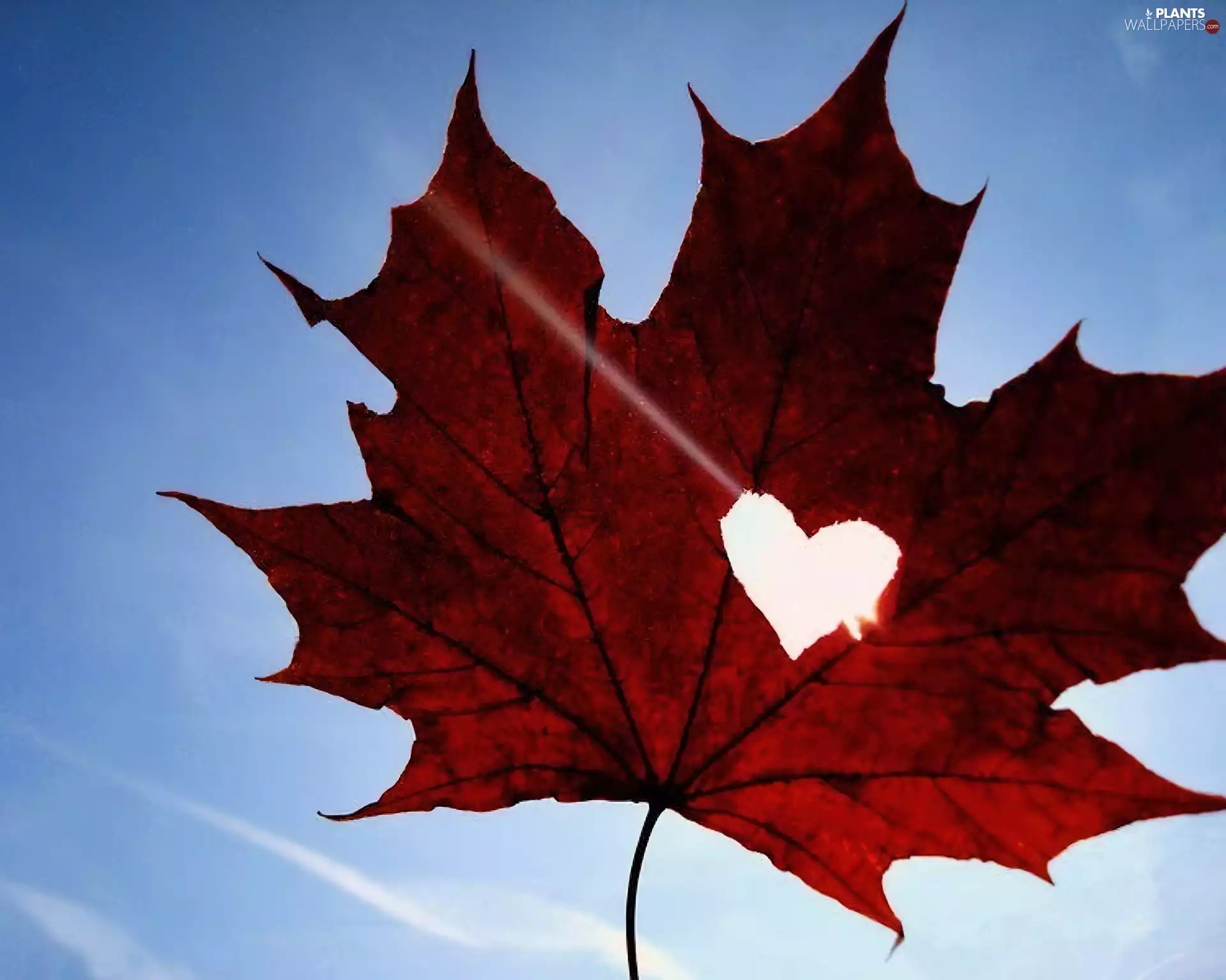 leaf, Heart