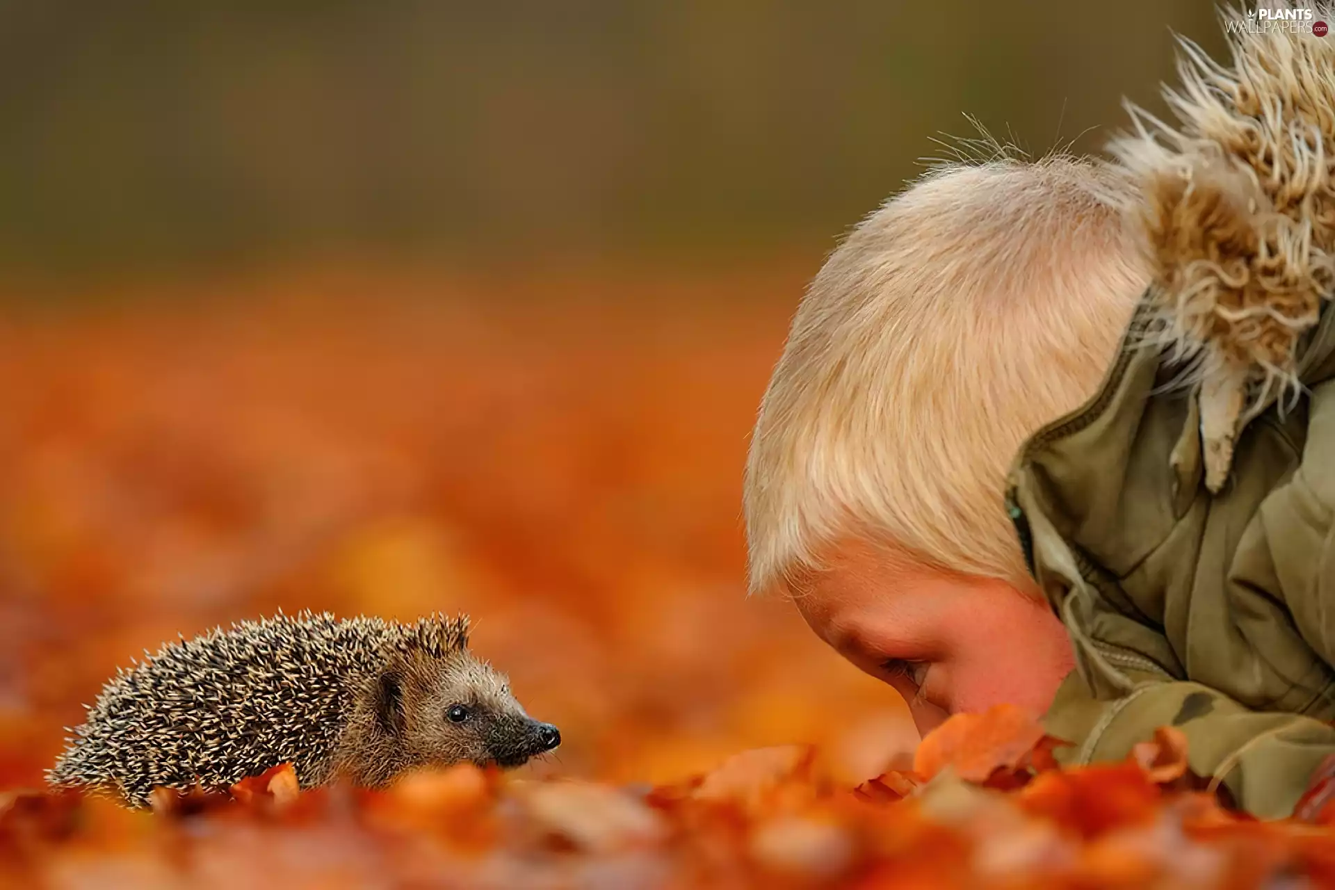 Leaf, boy, hedgehog